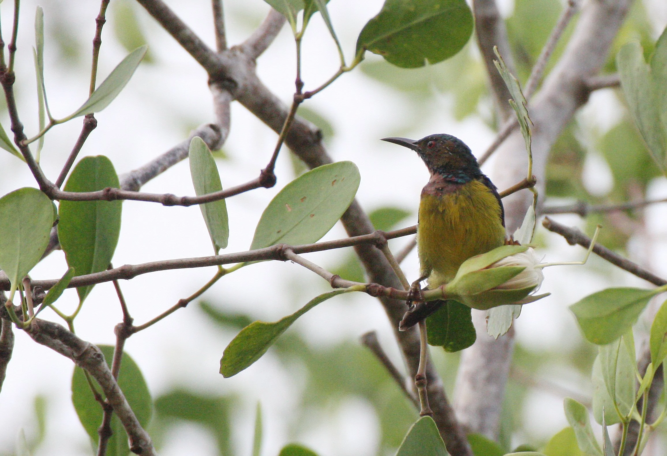 SUNBIRD - OLIVE-BACKED SUNBIRD - Nectarinia jugularis - KOH LANTA THAILAND (2).JPG