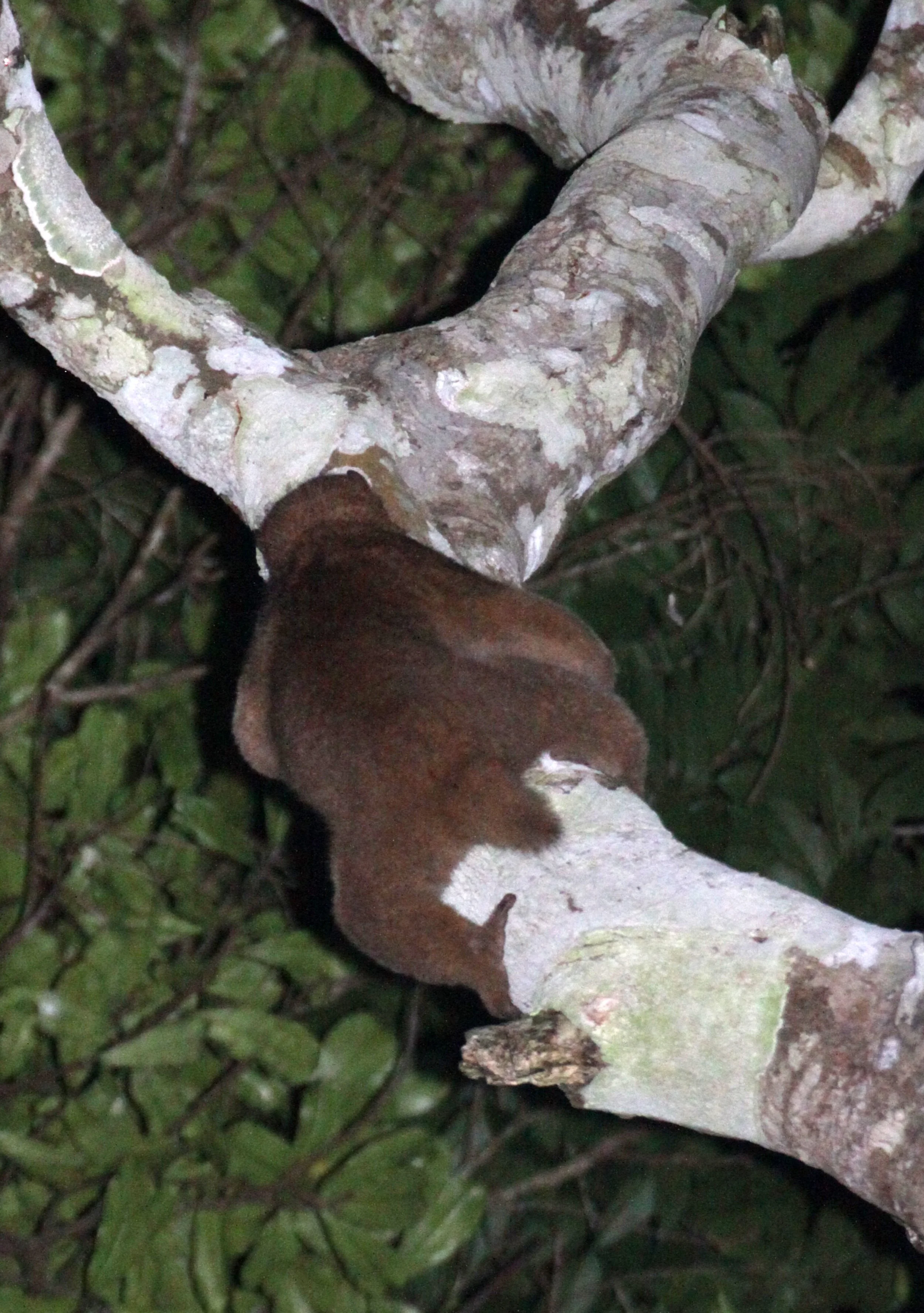 Eastern Potto (Perodicticus ibeanus)