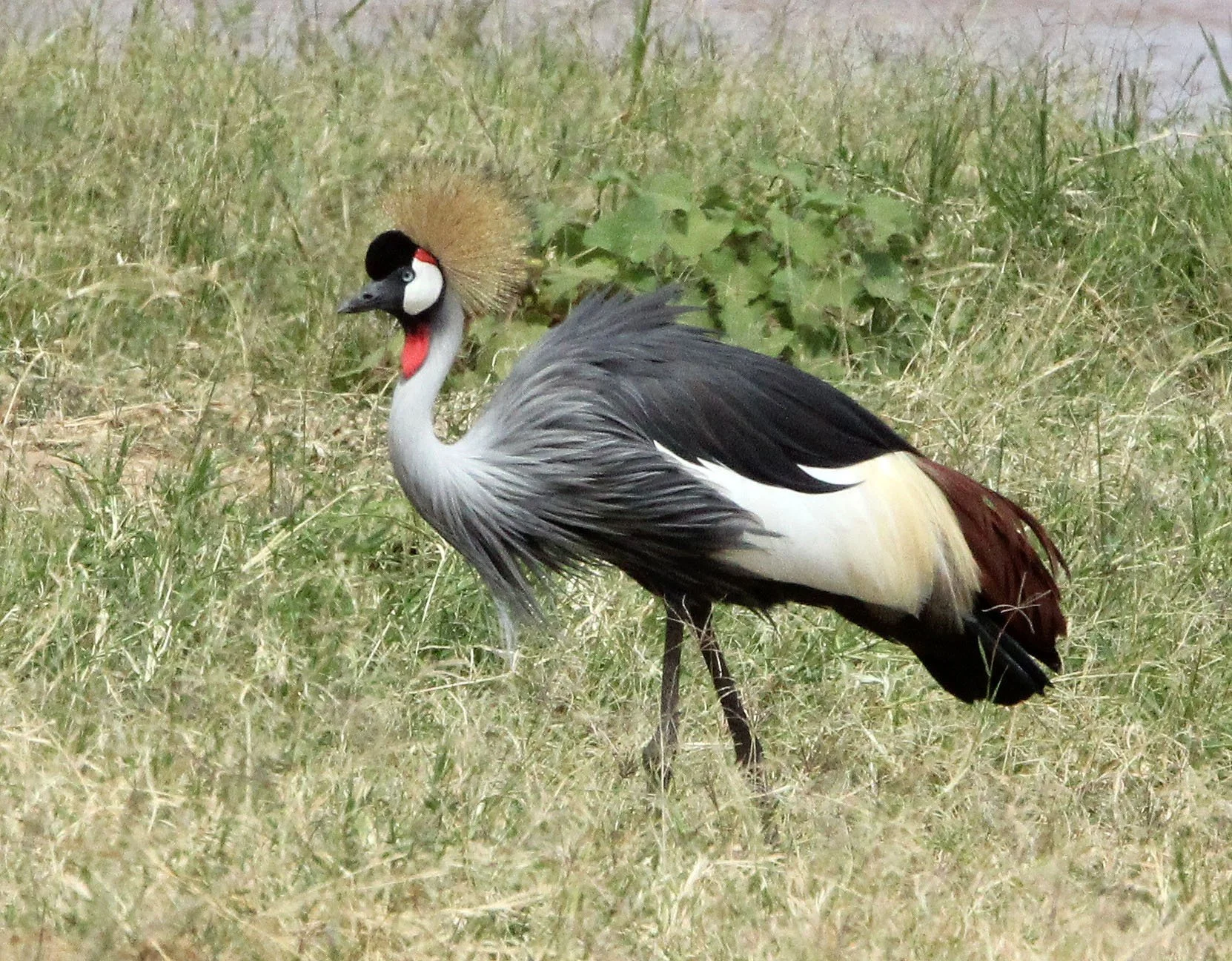 Balearica regulorum - GREY CROWNED CRANE - SAMBURU NATIONAL RESERVE KENYA (28).JPG