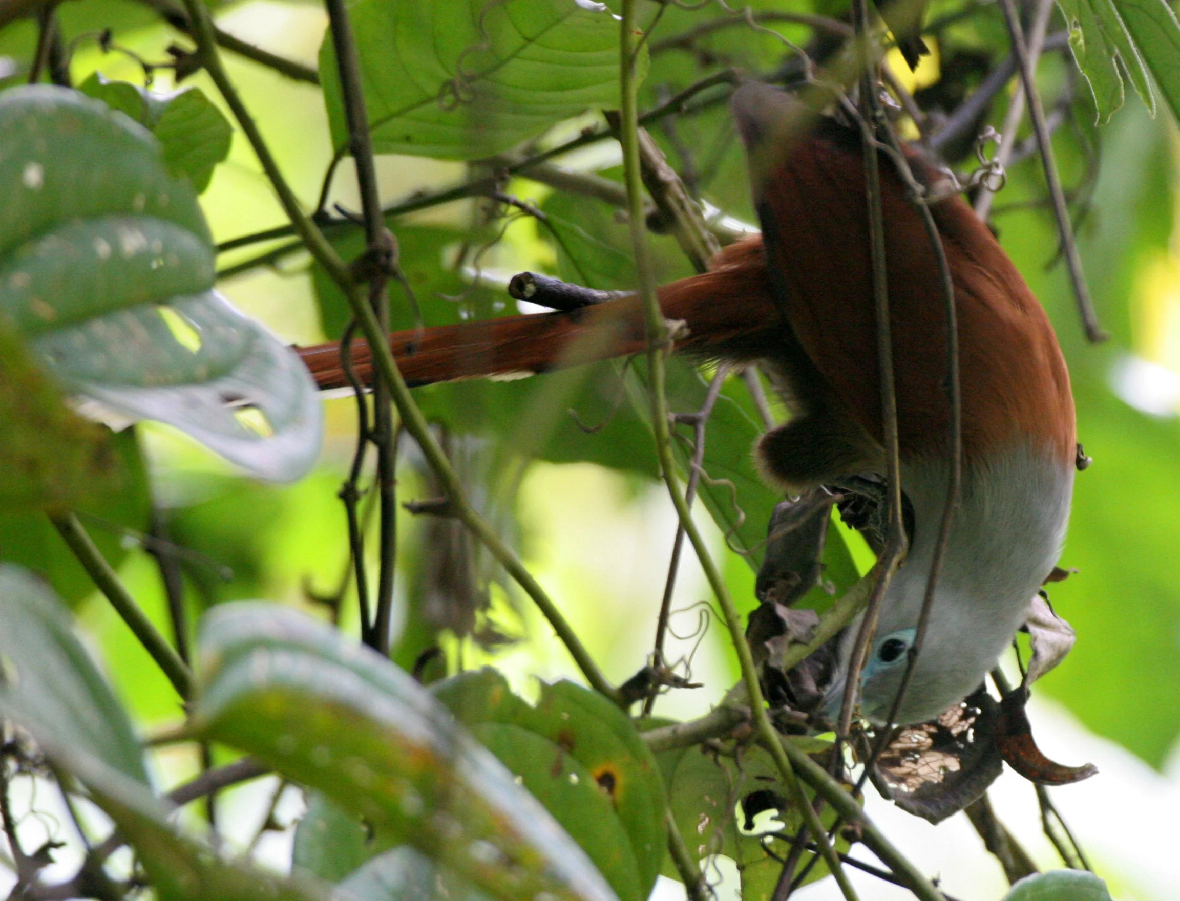 Raffle's Malkoha (Rhinortha chlorophaea) Tabin Wildlife Reserve Borneo (1).JPG