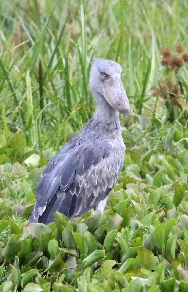 BIRD - STORK - SHOEBILL STORK - MURCHISON FALLS NATIONAL PARK UGANDA (45).JPG
