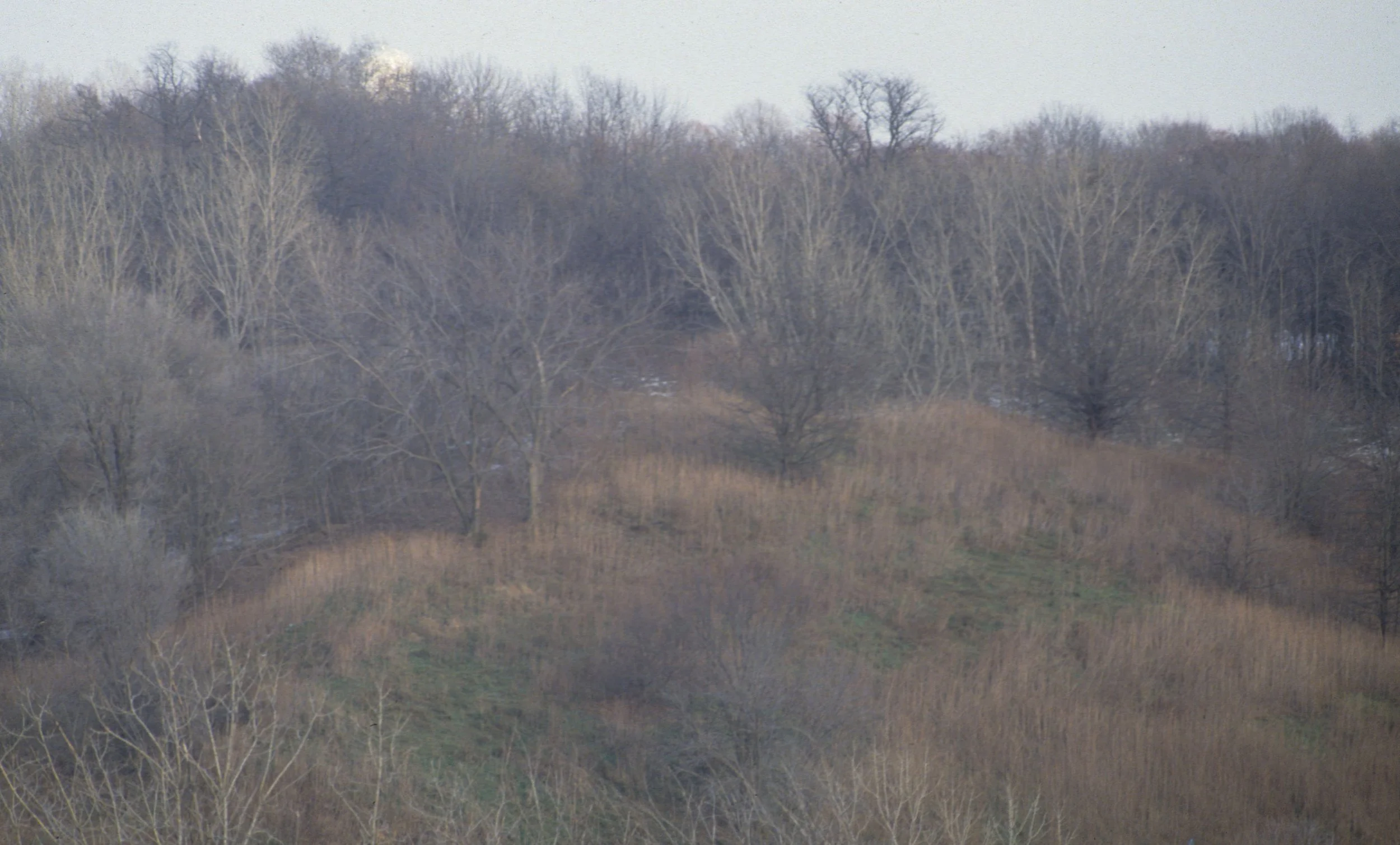 ILLINOIS - HARDWOOD FOREST IN WINTER.jpg