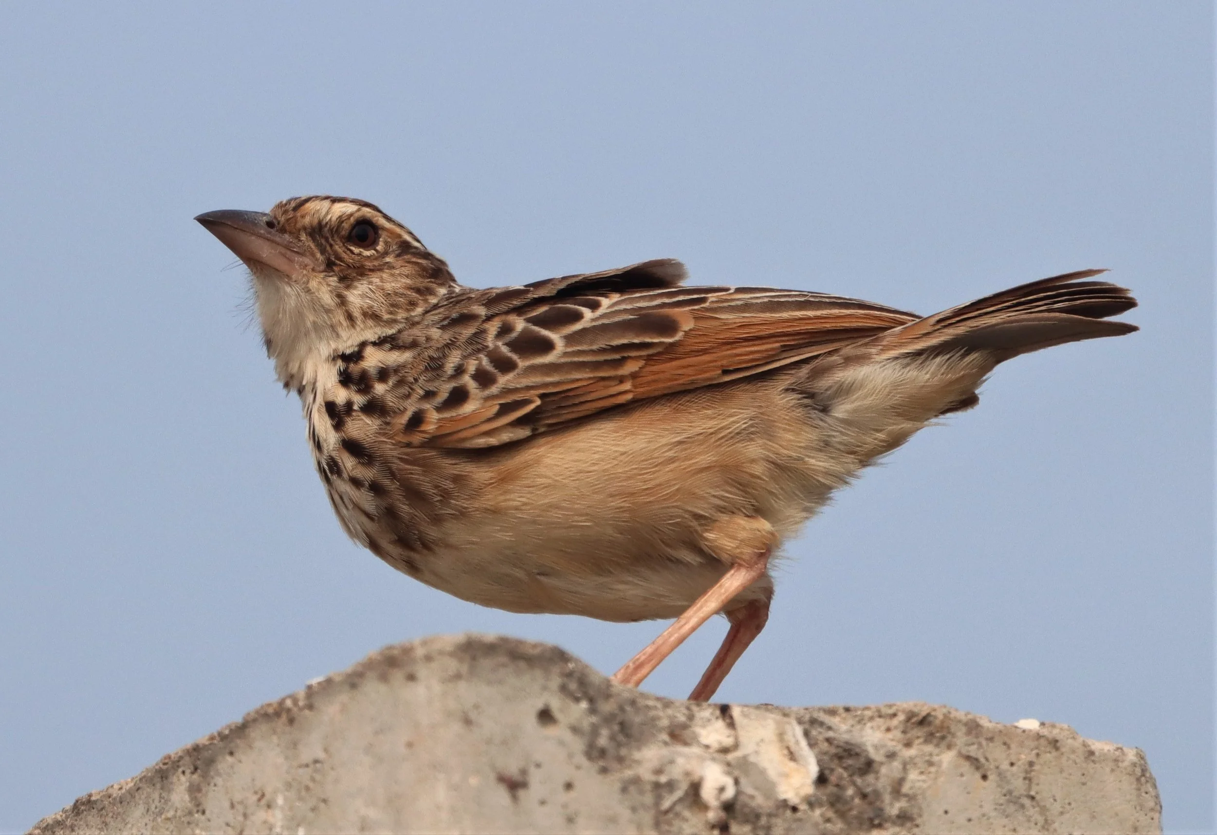 Indochinese Bushlark (Mirafra erythrocephala) Bang Khaem Wetlands Nakhon Pathom (11).jpg