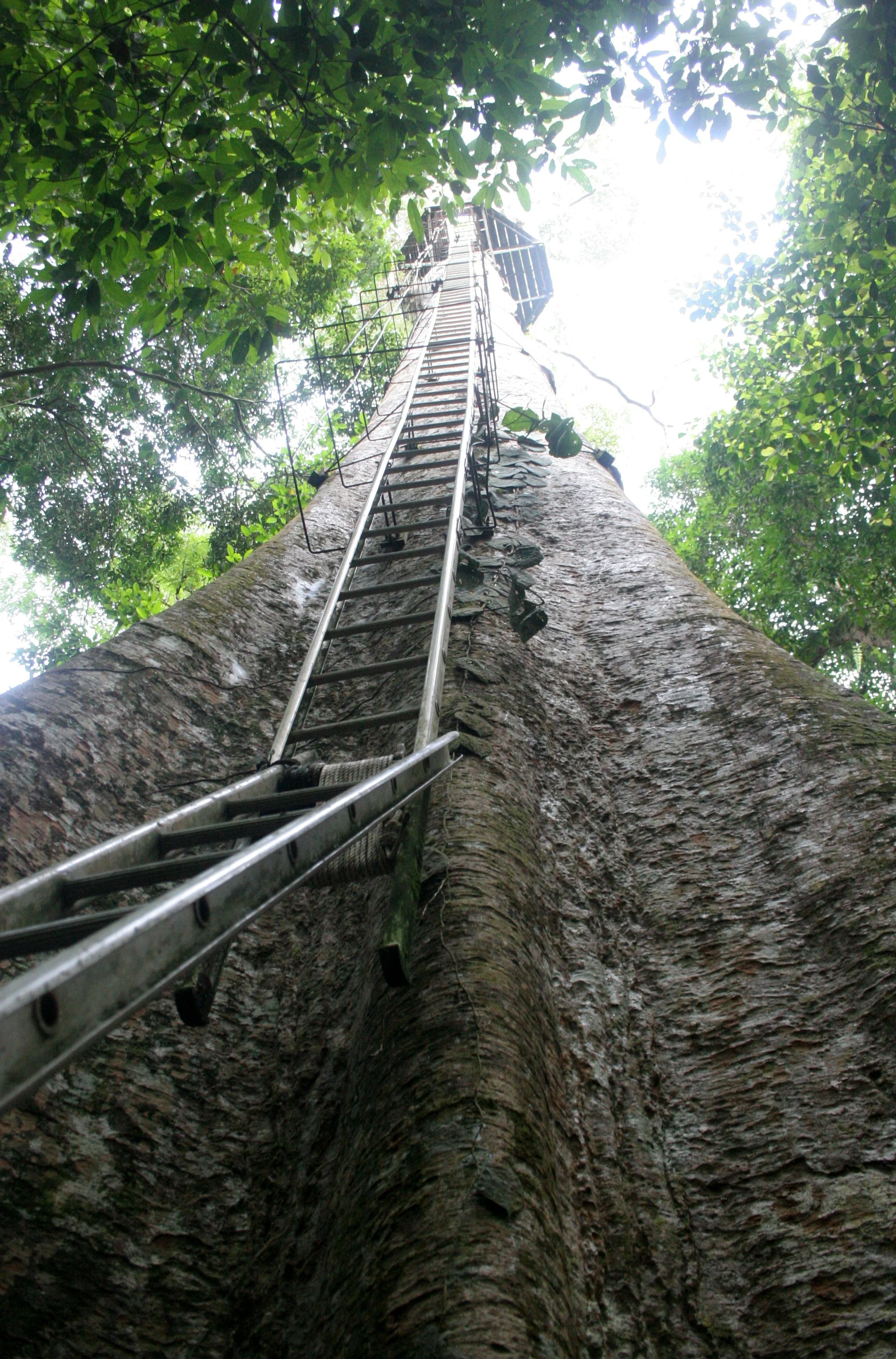 DANUM VALLEY BORNEO - TREE PLATFORM (15).JPG