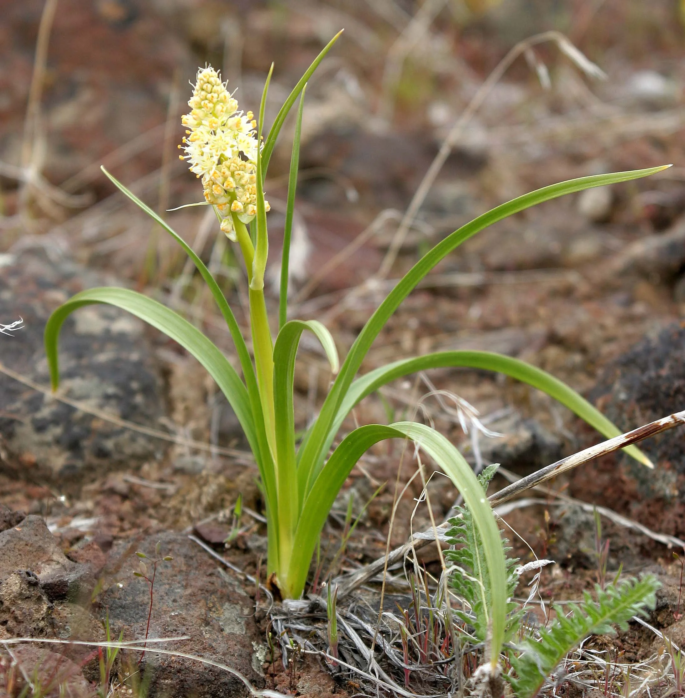 WASHINGTON - COULEE BASIN - ZYGADENUS SPECIES - DEATH CAMAS - GINGKO SP WASHINGTON (2).jpg