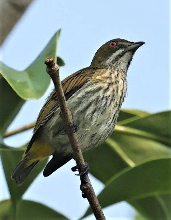 FLOWERPECKER - YELLOW-VENTED FLOWERPECKER - Dicaeum chrysorrheum - KRUNG CHING, KHAO LUANG NP NST, APRIL 2022 (17).jpg