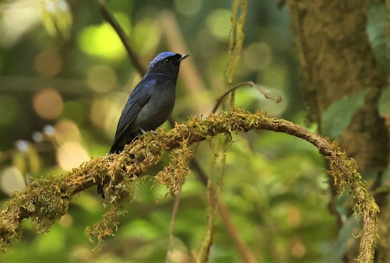 NILTAVA - LARGE NILTAVA - Niltava grandis - DOI LANG EAST DOI PHA HOM POK NP, DECEMBER 2021 (11).jpg