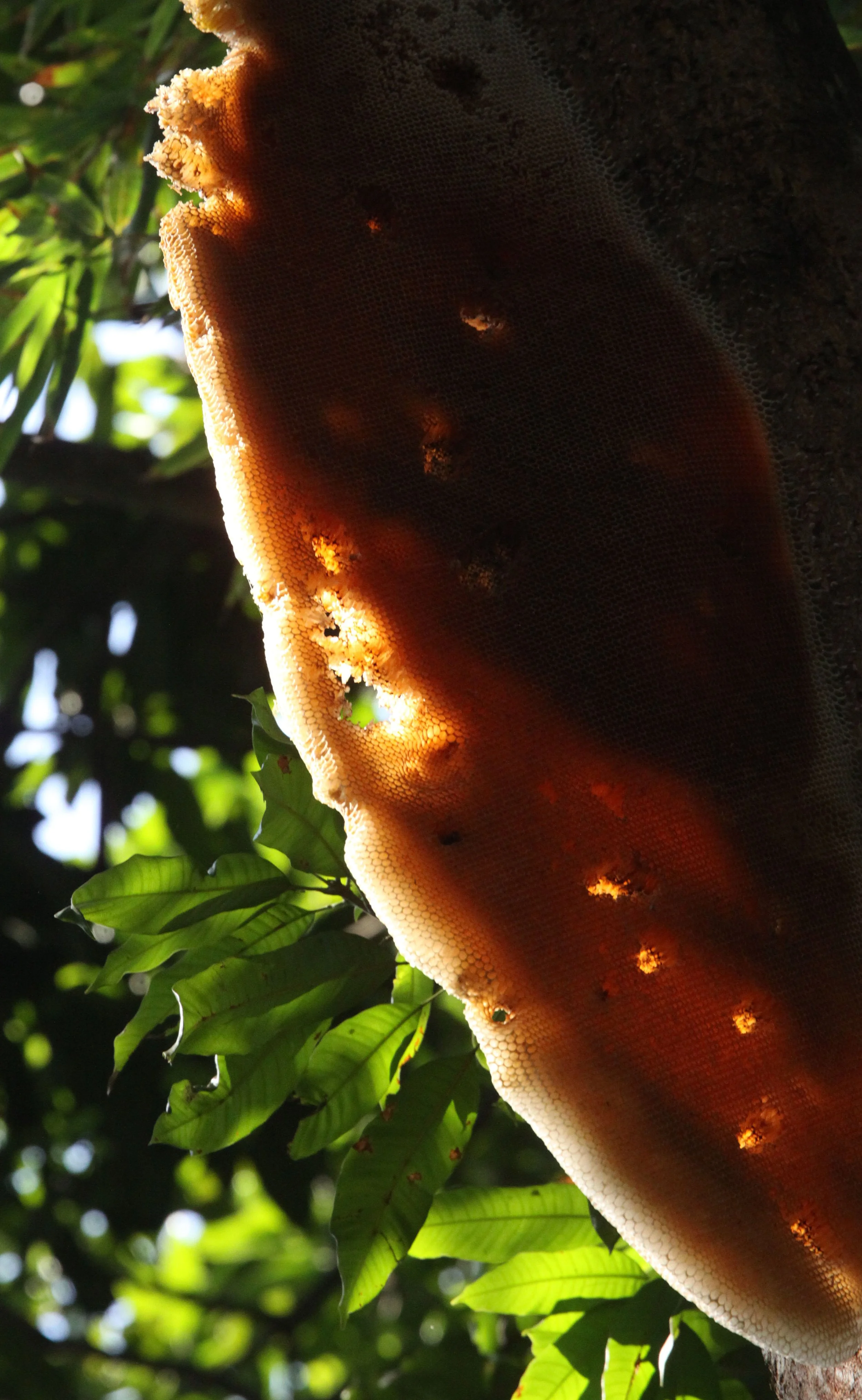 ASSAM - KAZIRANGA NATIONAL PARK ASSAM INDIA - HONEYCOMBS (2).JPG