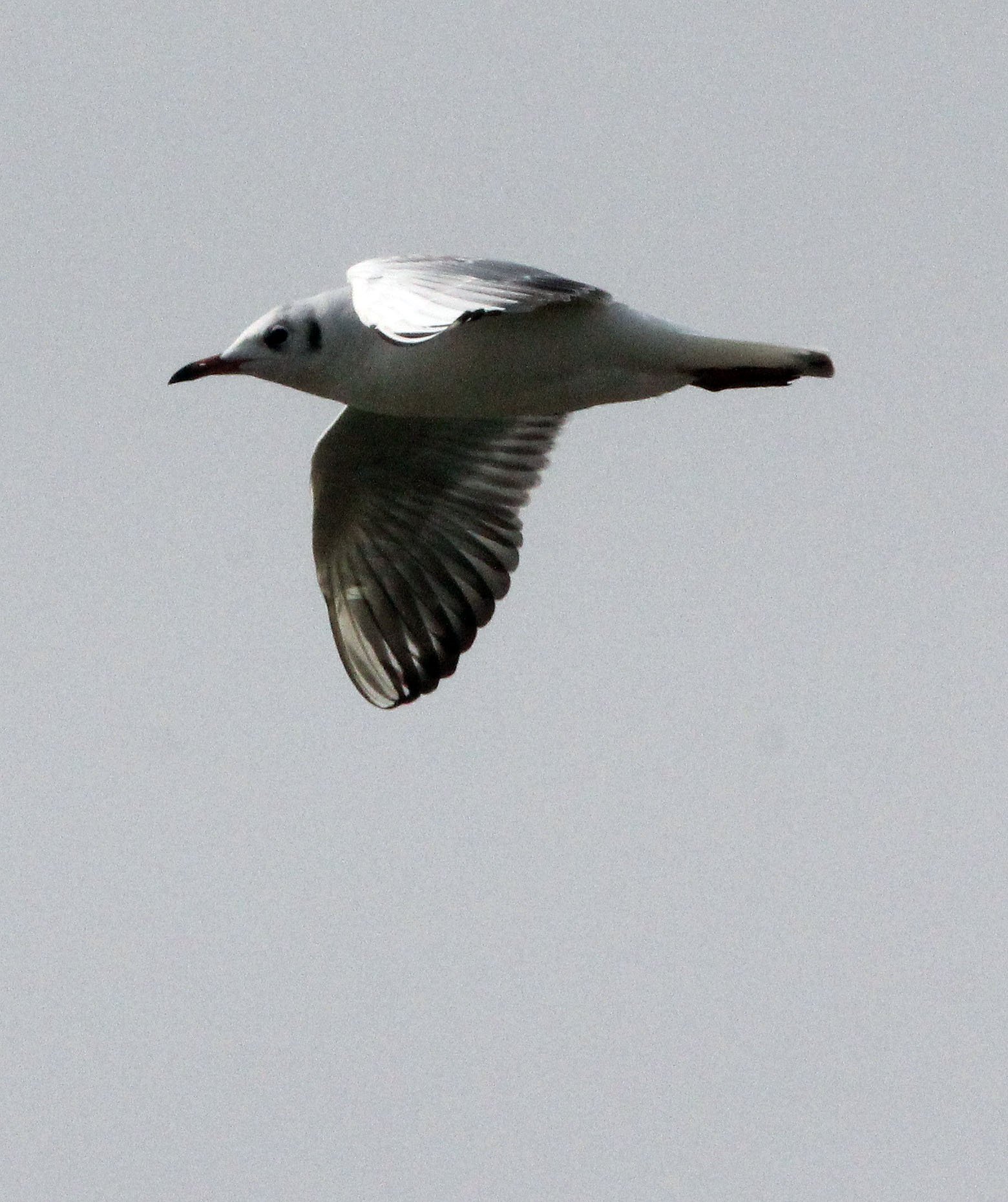 BIRD - GULL - BLACK-HEADED GULL - POYANG LAKE JIANGXI PROVINCE CHINA (6).JPG
