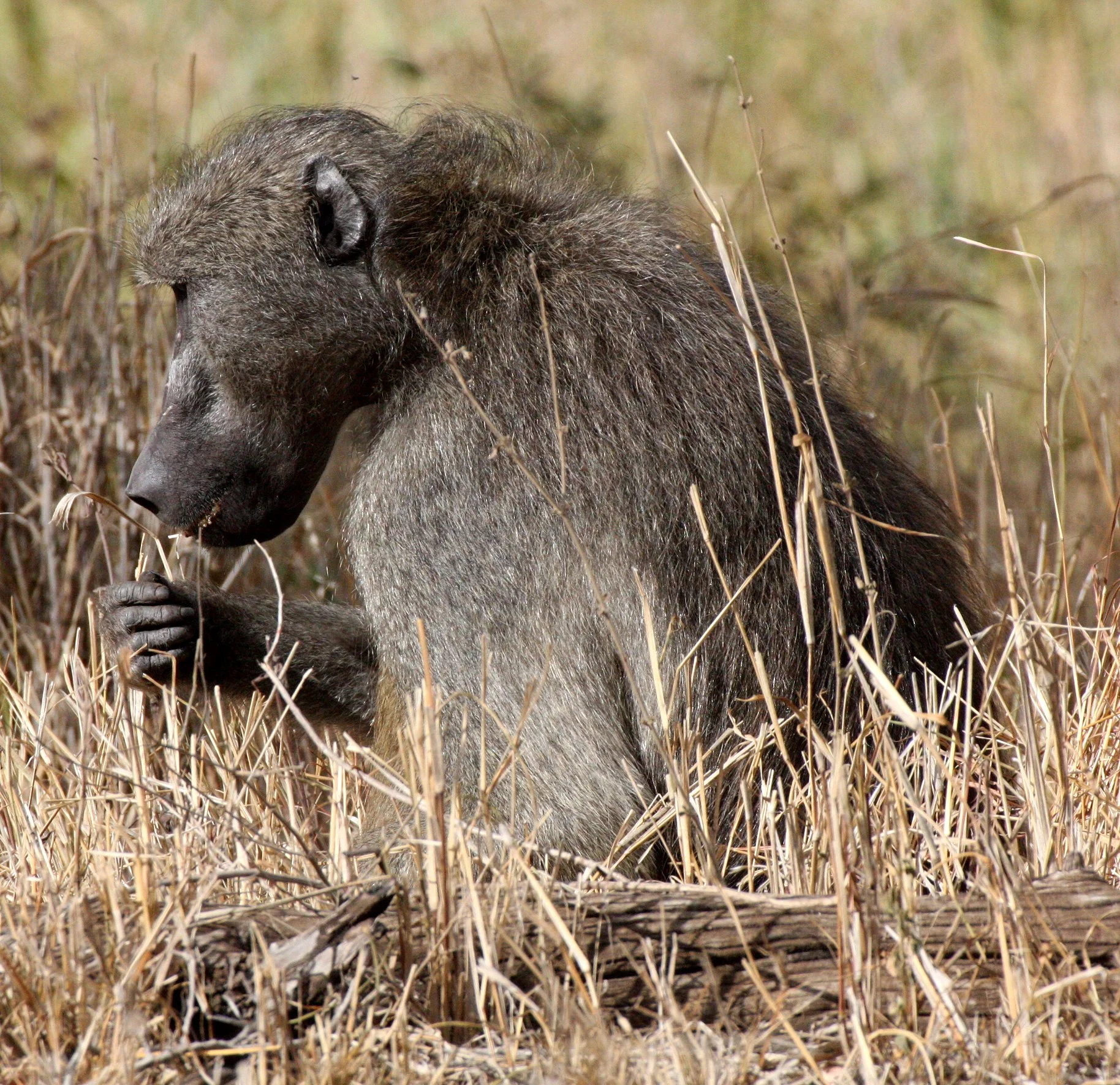 CERCOPITHECIDAE - Papio ursinus ursinus - CHACMA BABOON - KRUGER NATIONAL PARK SOUTH AFRICA (124).JPG