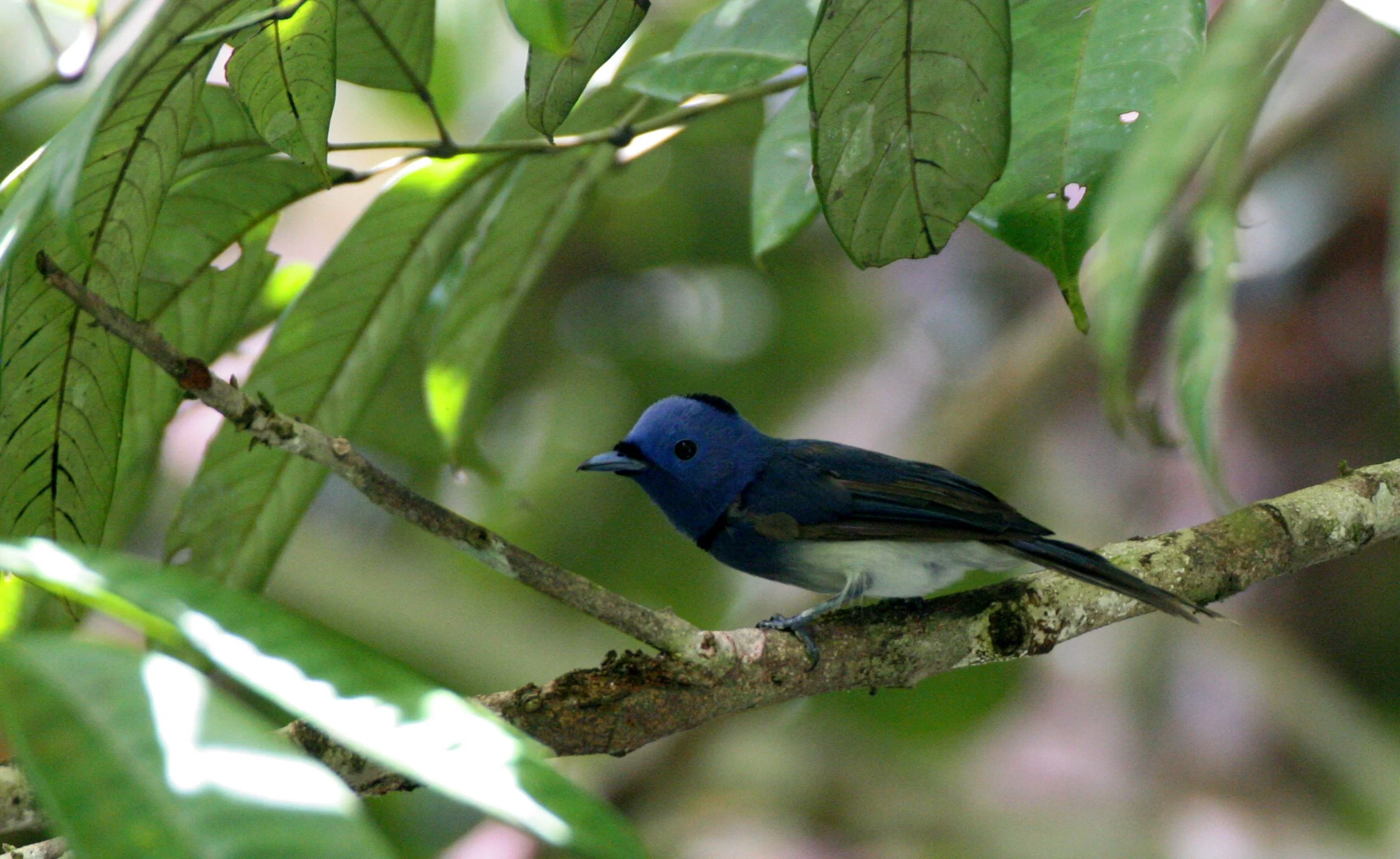 BIRD - MONARCH - BLACK-NAPED MONARCH - TABIN WILDLIFE RESERVE BORNEO (4).JPG
