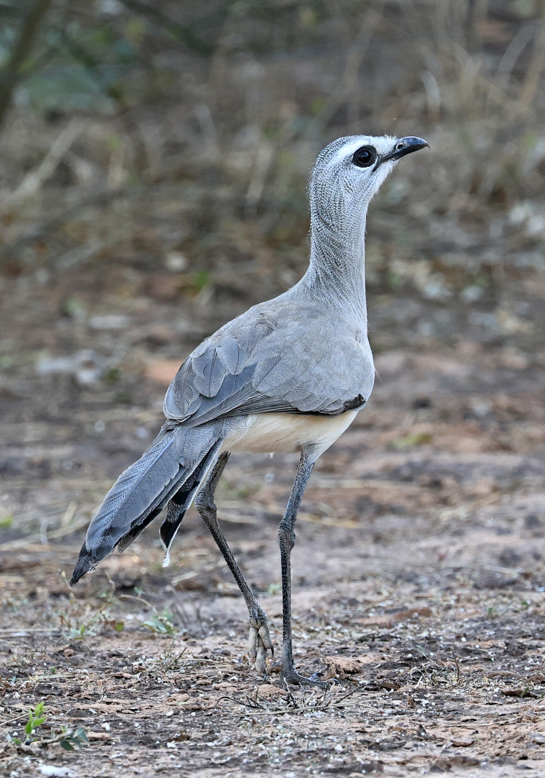 Black-legged Seriema (Chunga burmeisteri) Parque Nacional Teniente Agripino Enciso (18).jpg