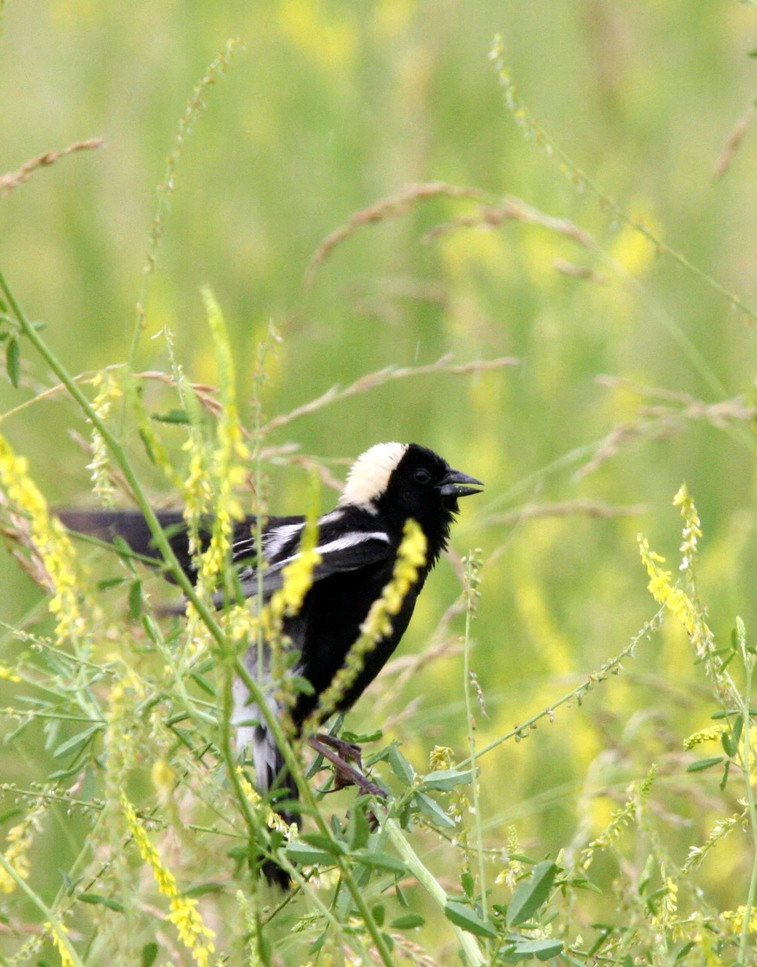 Bobolink (Dolichonyx oryzivorus) McKee Marsh Illinois (12).JPG