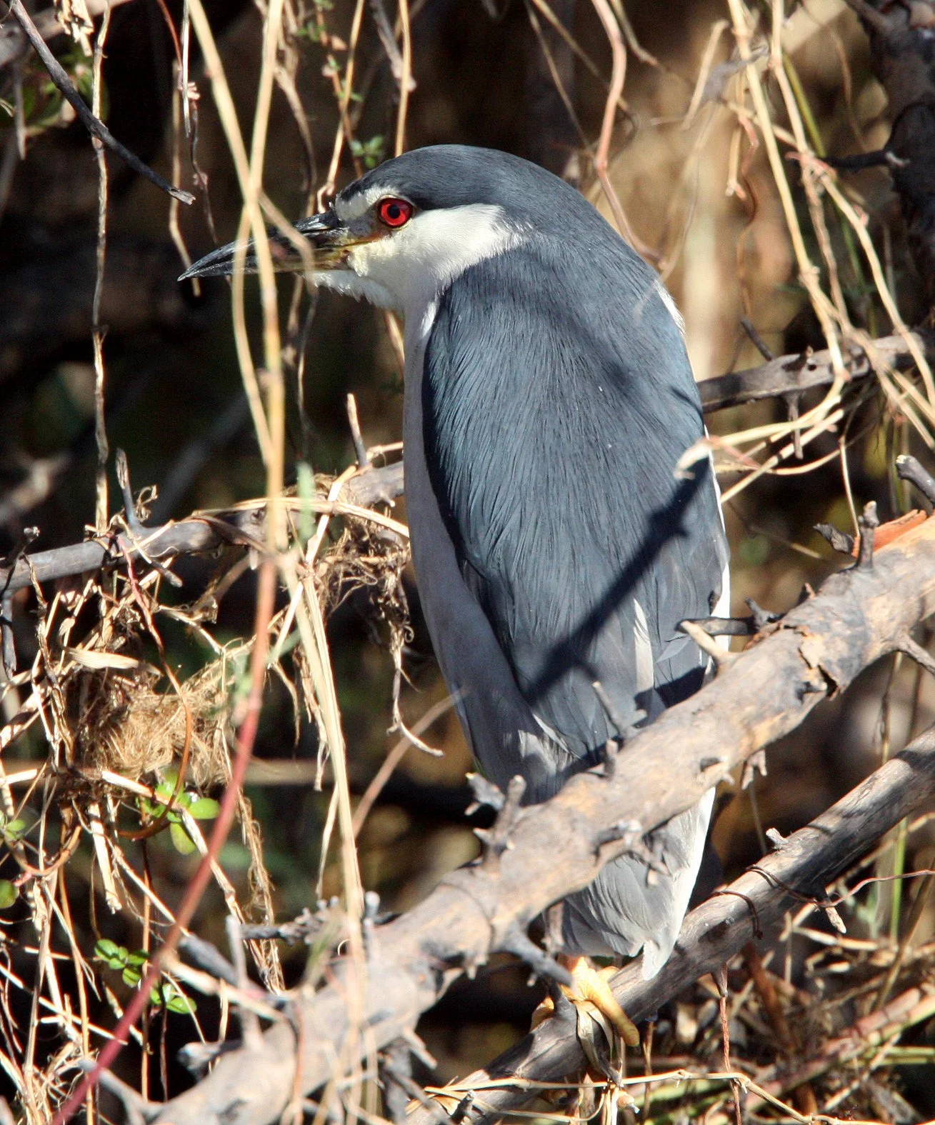 HERON - BLACK-CROWNED NIGHT HERON - Nycticorax nycticorax - CHOBE NATIONAL PARK BOTSWANA (38).JPG