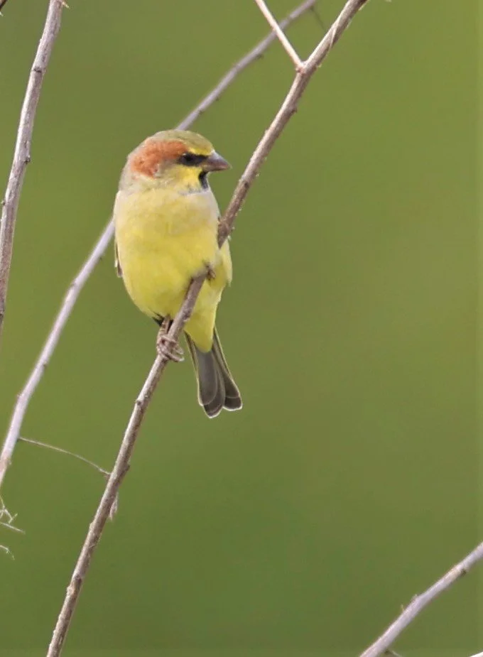 Plain-backed Sparrow (Passer flaveolus) Khlong Tamru Thailand (10).jpg