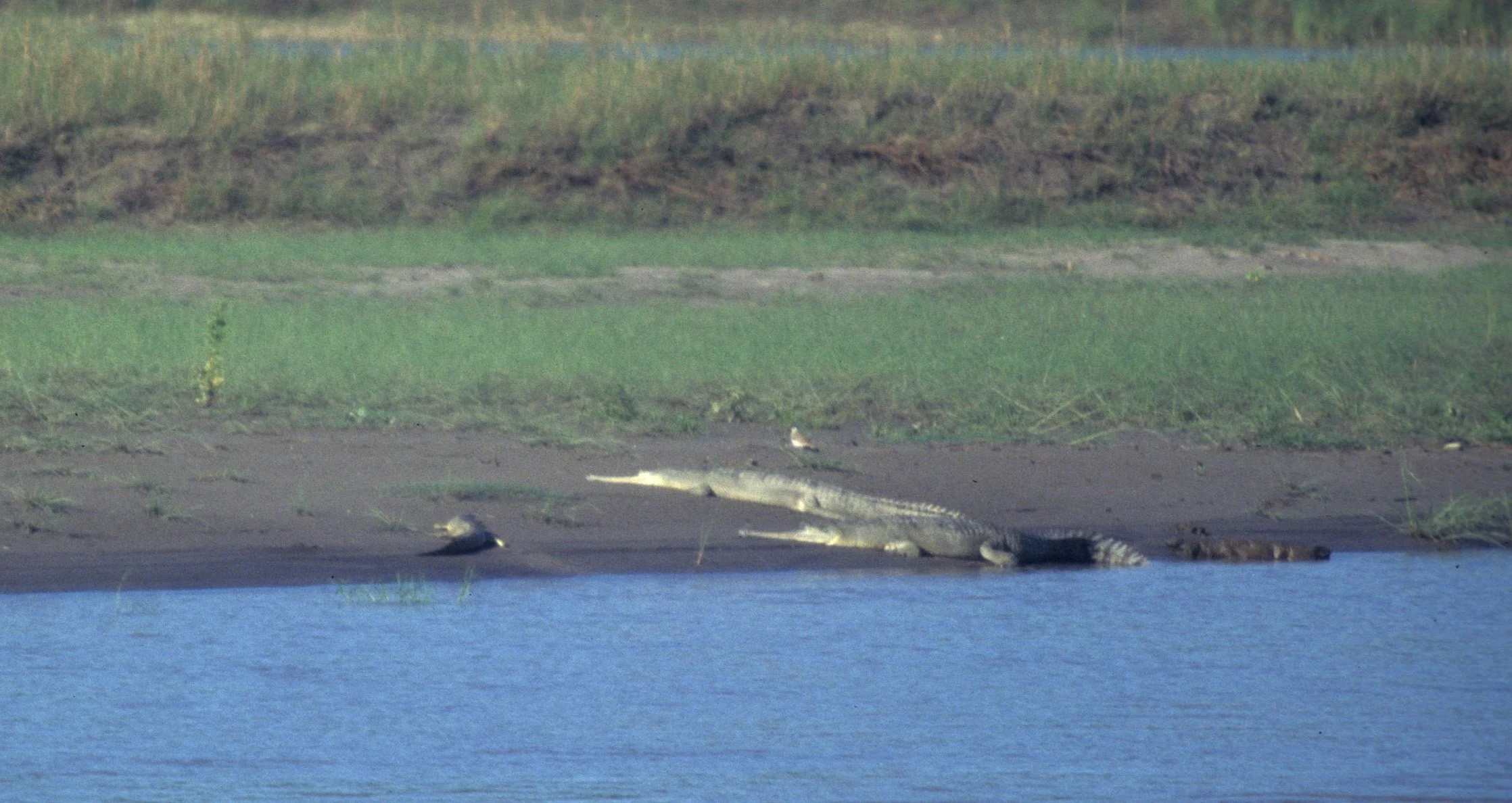 REPTILE - CROCODILE - GHARIAL CROCODILE - CHITWAN NEPAL.jpg