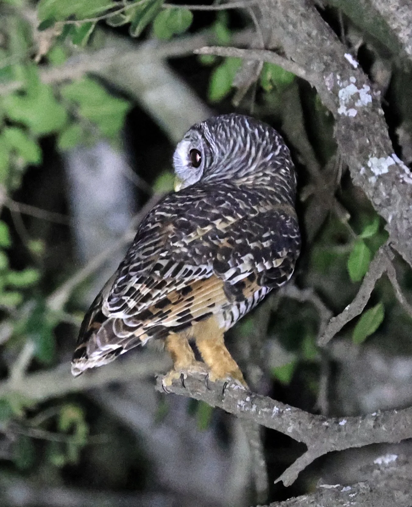 Chaco Owl (Strix chacoensis) Estancia Campo'í Paraguay (79).jpg