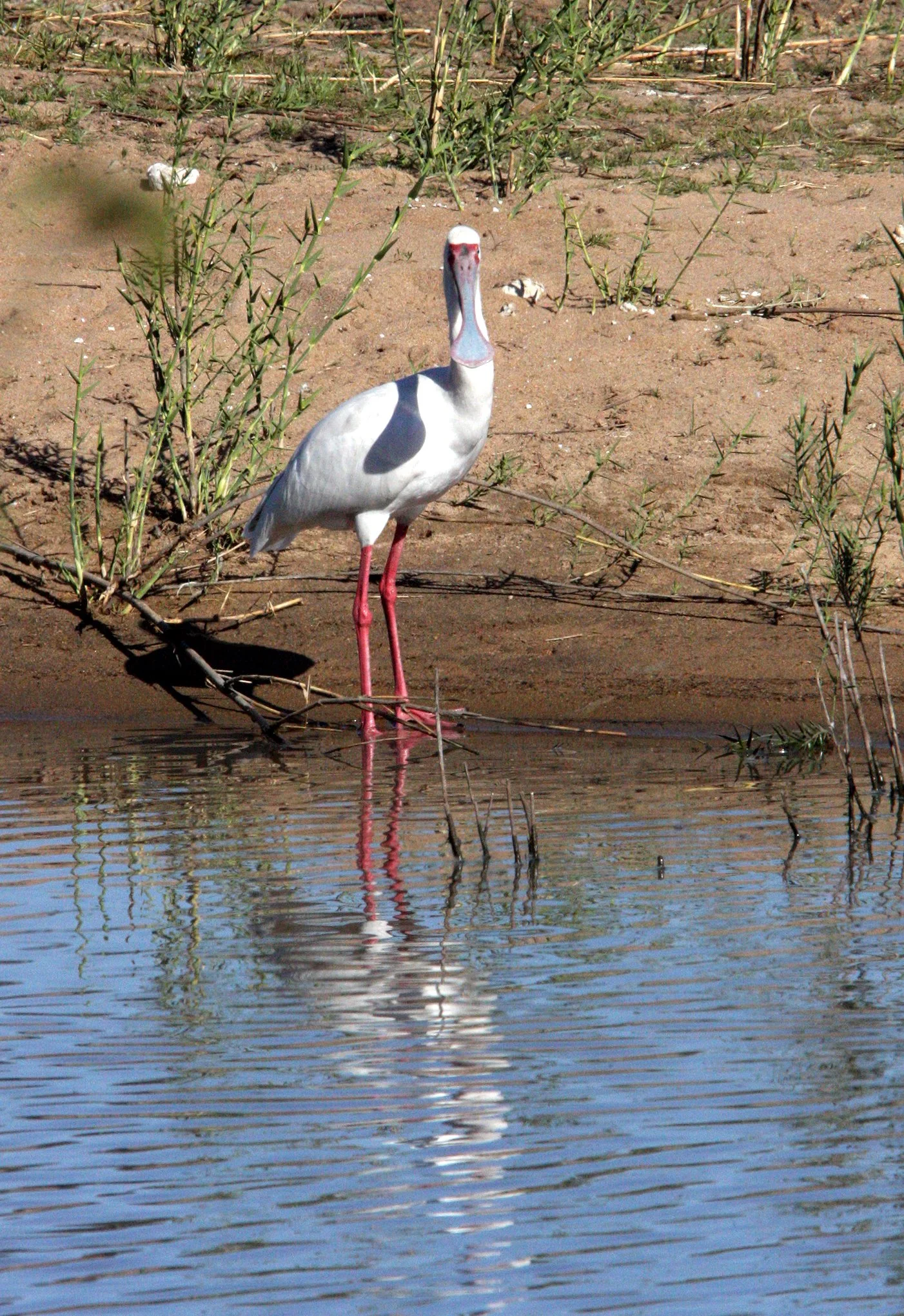 SPOONBILL - AFRICAN SPOONBILL - Platalea alba - KRUGER NATIONAL PARK SOUTH AFRICA (3).JPG