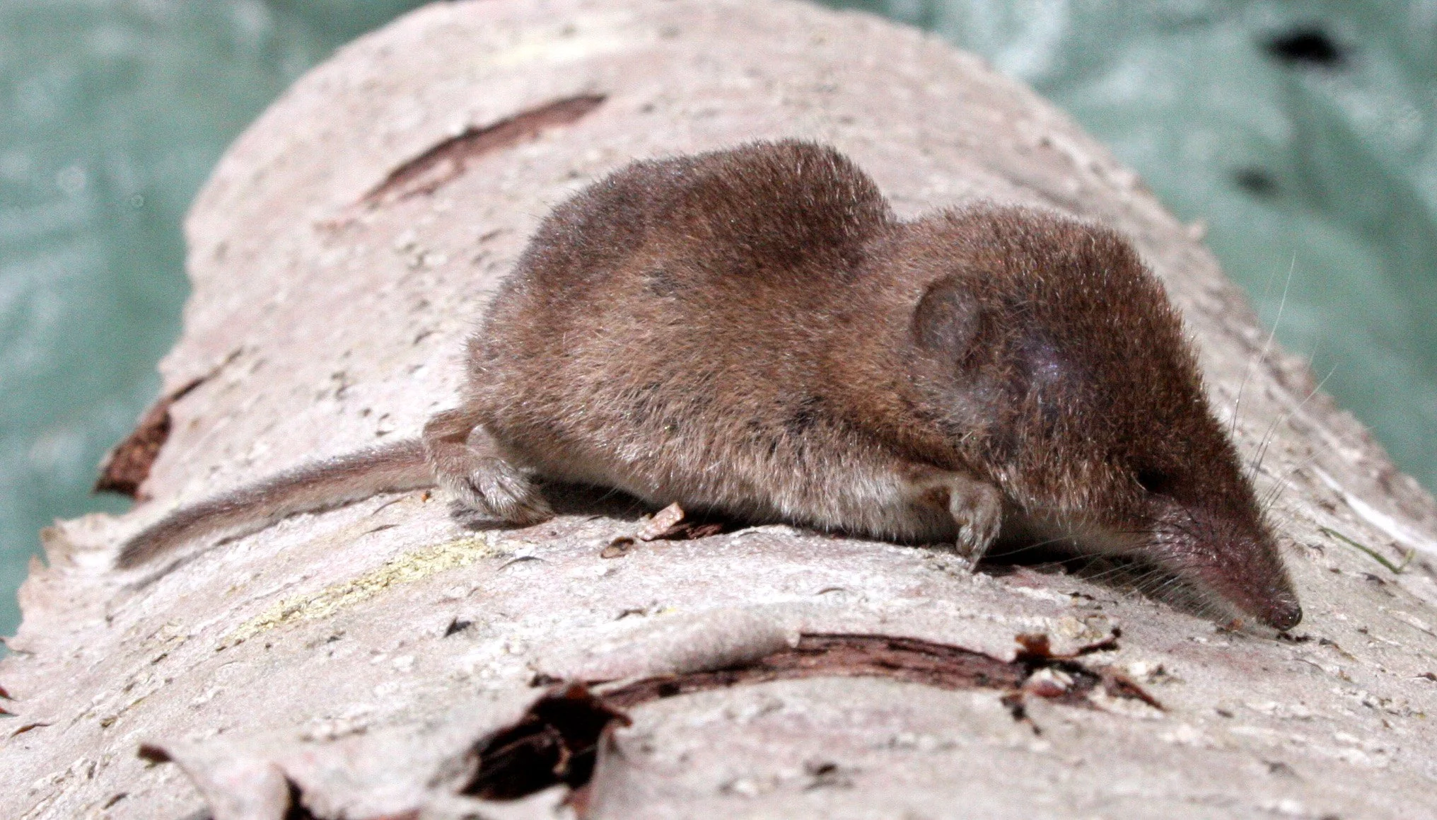 INSECTIVORE - SHREW - VAGRANT SHREW - SOREX VAGRANS - LAKE FARM TRAILS NEAR CREAK, WASHINGTON (11).JPG