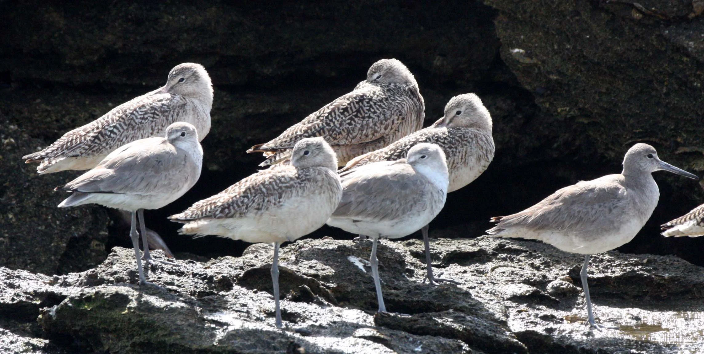 BIRD - GODWIT - MARBLED GODWIT WITH WILLETS NEAR CAMPO CORTEZ - SAN IGNACIO LAGOON BAJA MEXICO (2).JPG