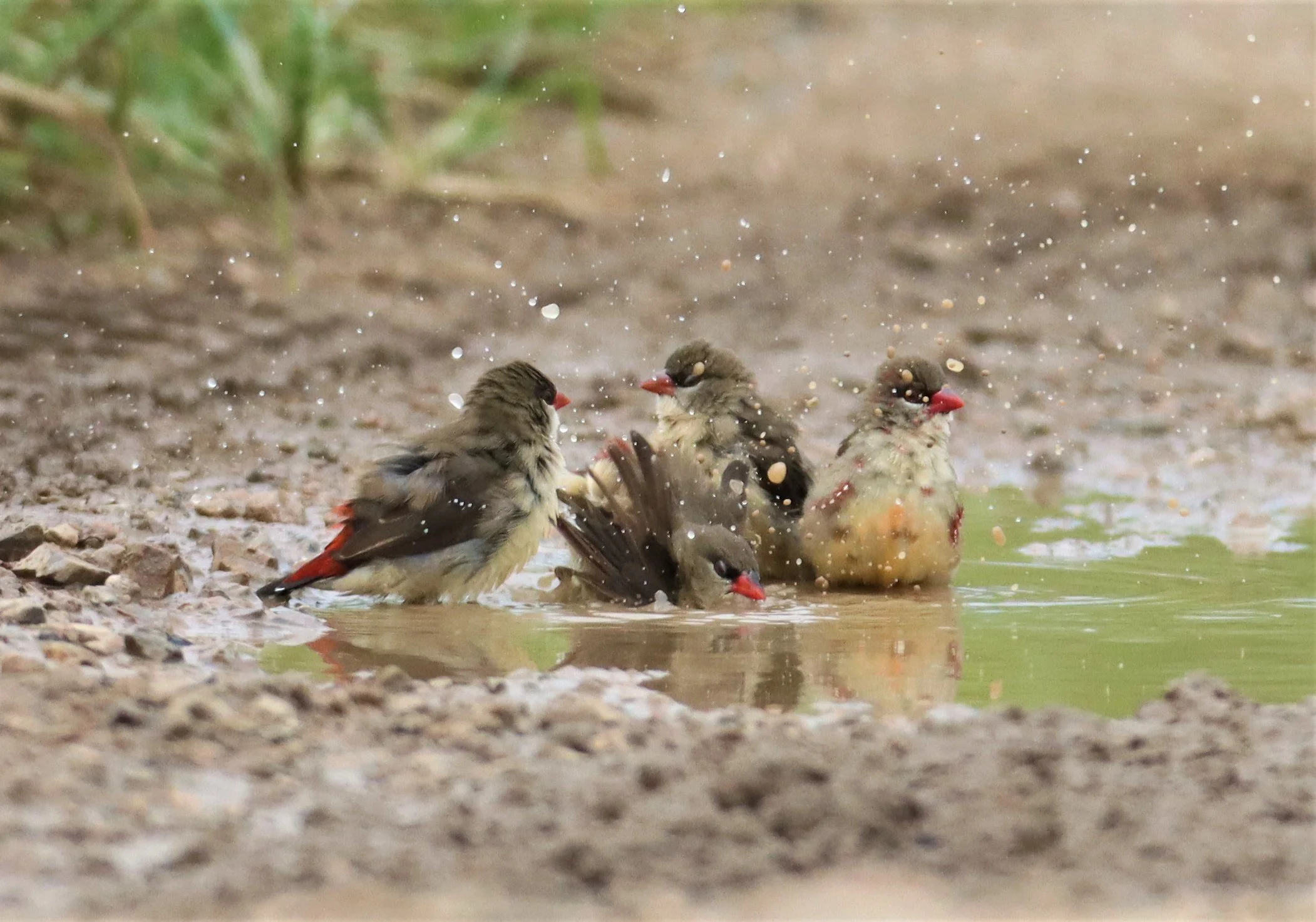 RED AVADAVAT - Amandava amandava - THAP YAO RICE FIELDS LAT KRABANG (17).jpg