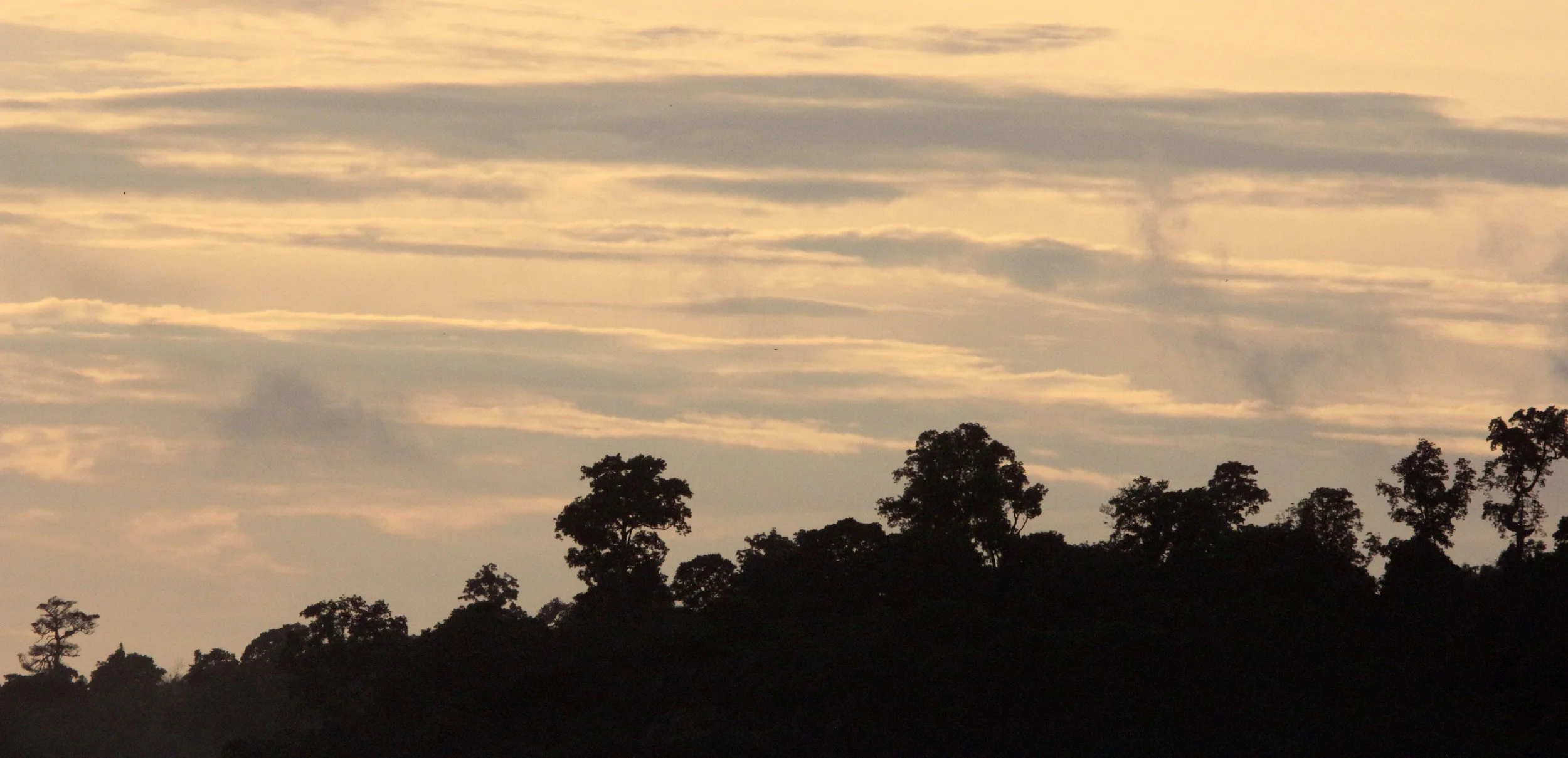 TANGKOKO NATIONAL PARK SULAWESI INDONESIA (19).JPG