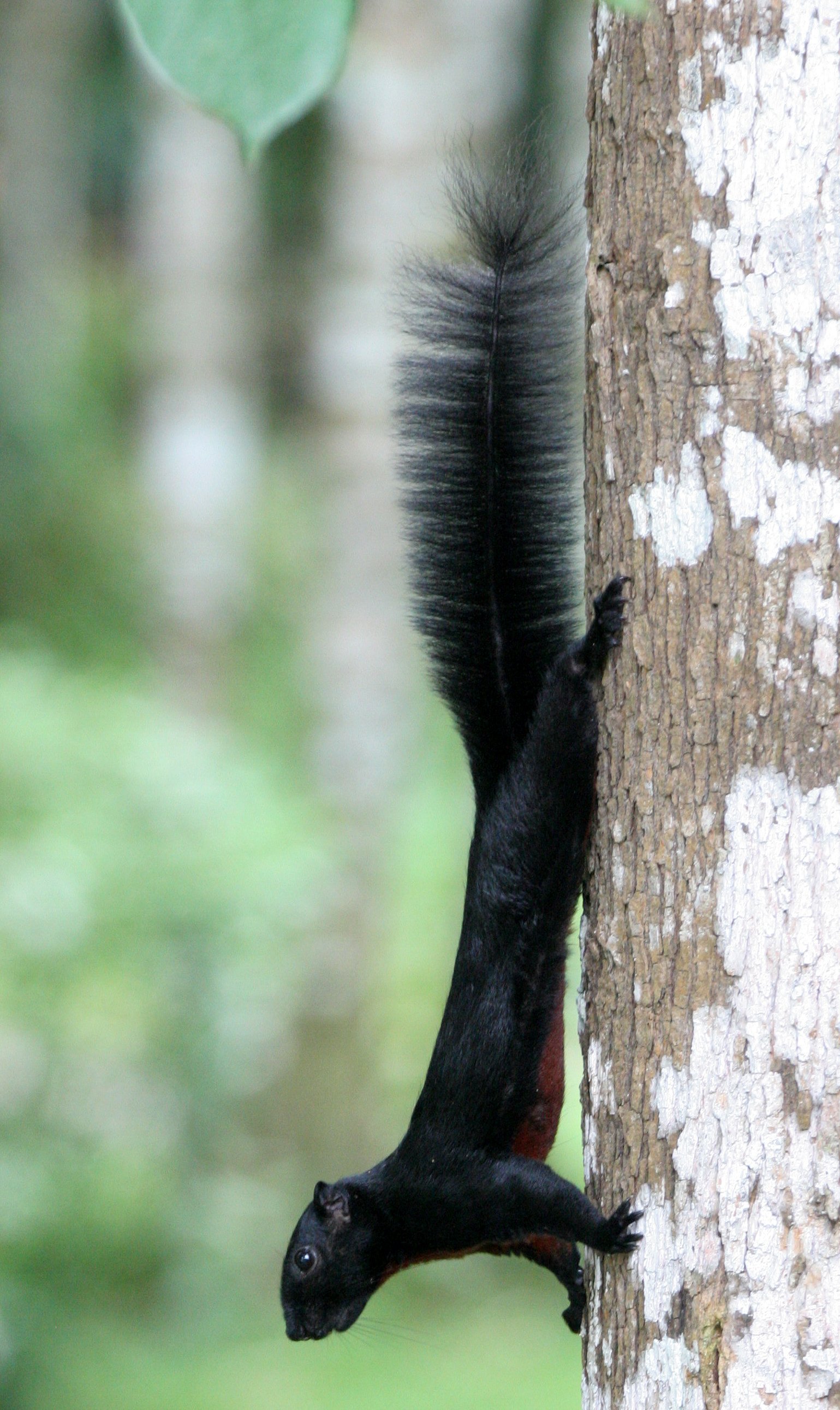 Callosciurus prevostii - PREVOST'S SQUIRREL - KINABATANGAN RIVER BORNEO  (20).JPG