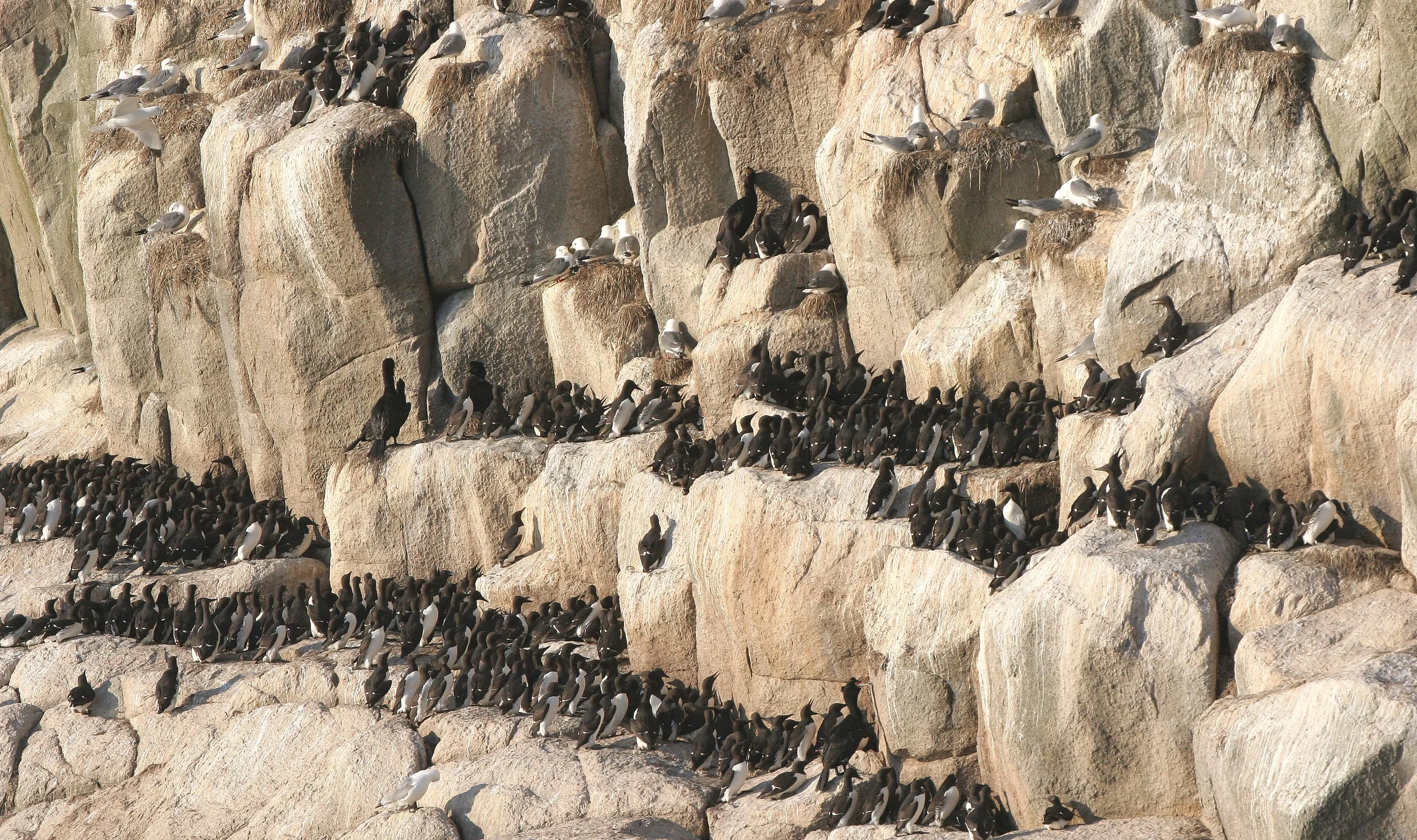 Uria lomvia eleonorae - THICK AND THIN-BILLED MURRES MIXED WITH KITTIWAKES AND RED-FACED CORMORANTS - BIRD BAZAARS COMMANDERS  (25).jpg