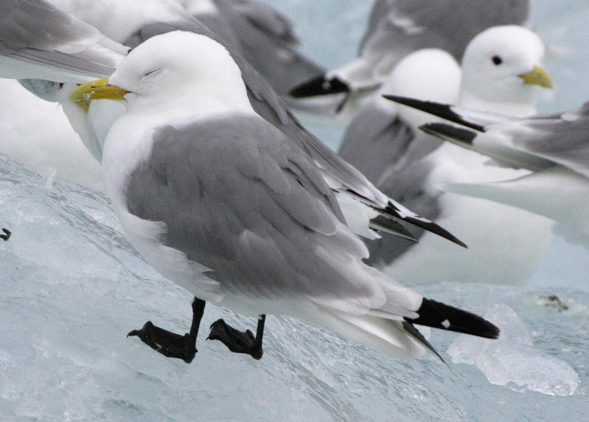 BIRD - KITTIWAKE - BLACK-LEGGED - SVALBARD (41).jpg