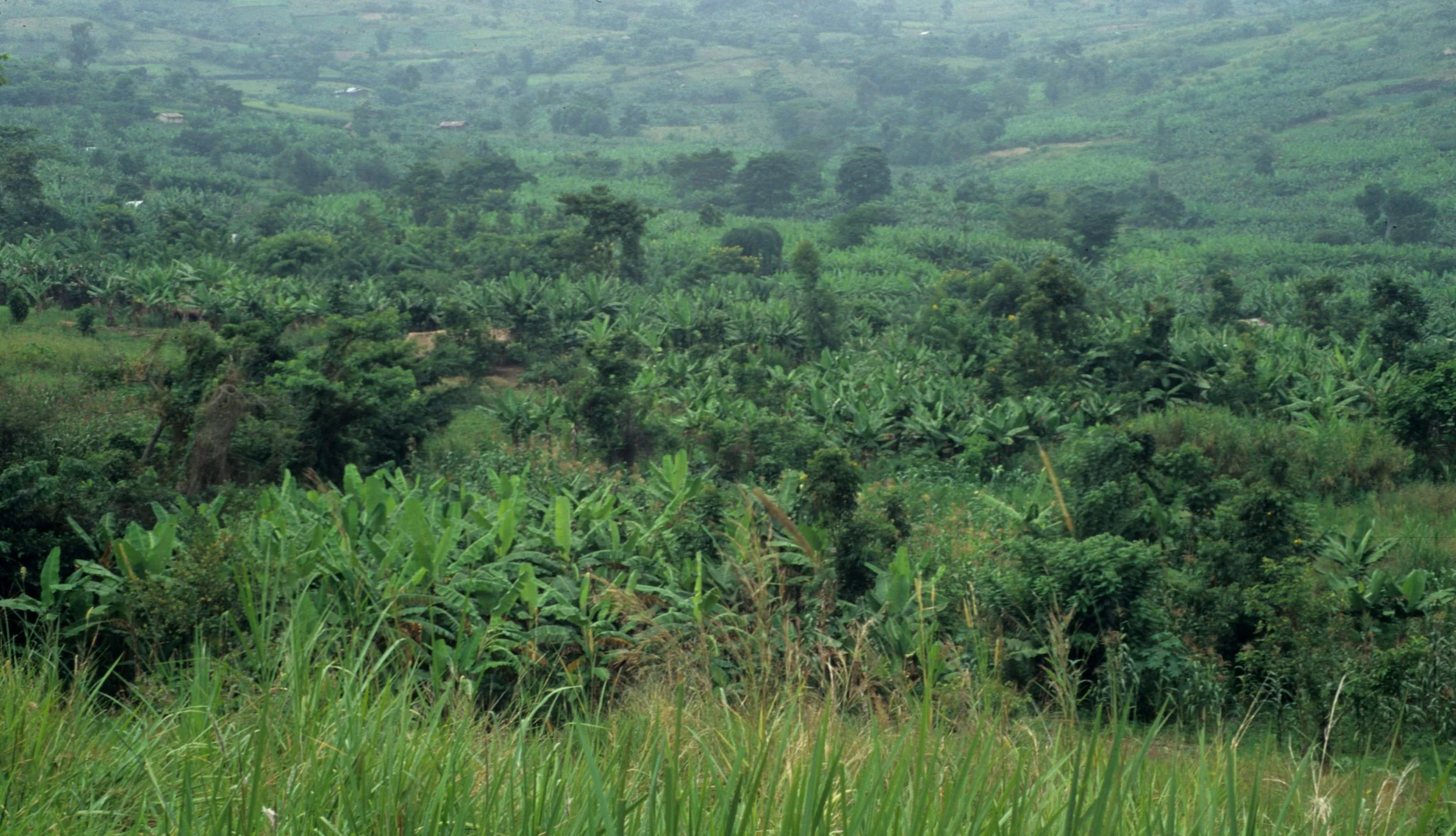 UGANDA - COUNTRYSIDE C.jpg