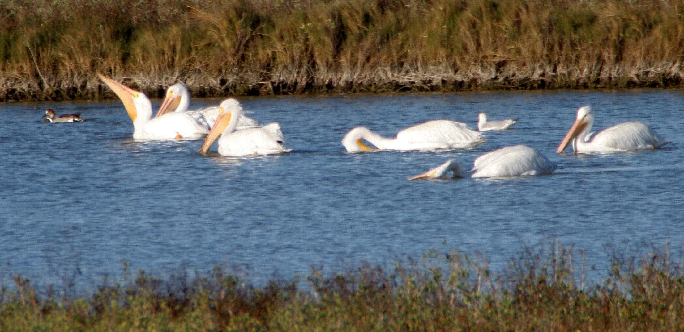 Pelecanus erythrorhynchos - AMERICAN WHITE PELICAN - ARANSAS RESERVE TEXAS (12).jpg