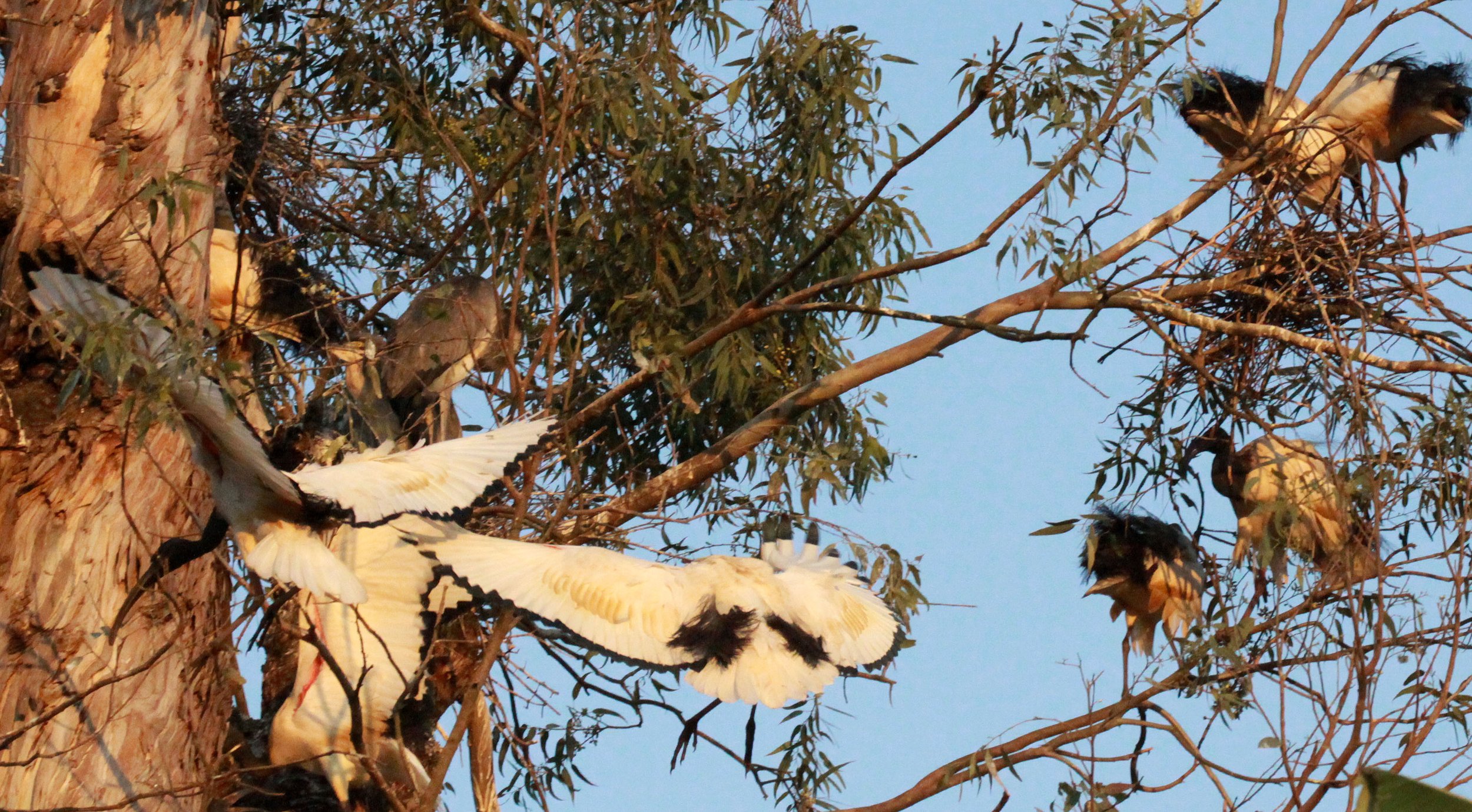 IBIS - AFRICAN SACRED IBIS - Threskiornis aethiopicus - NYUNGWE NATIONAL PARK RWANDA (522).JPG