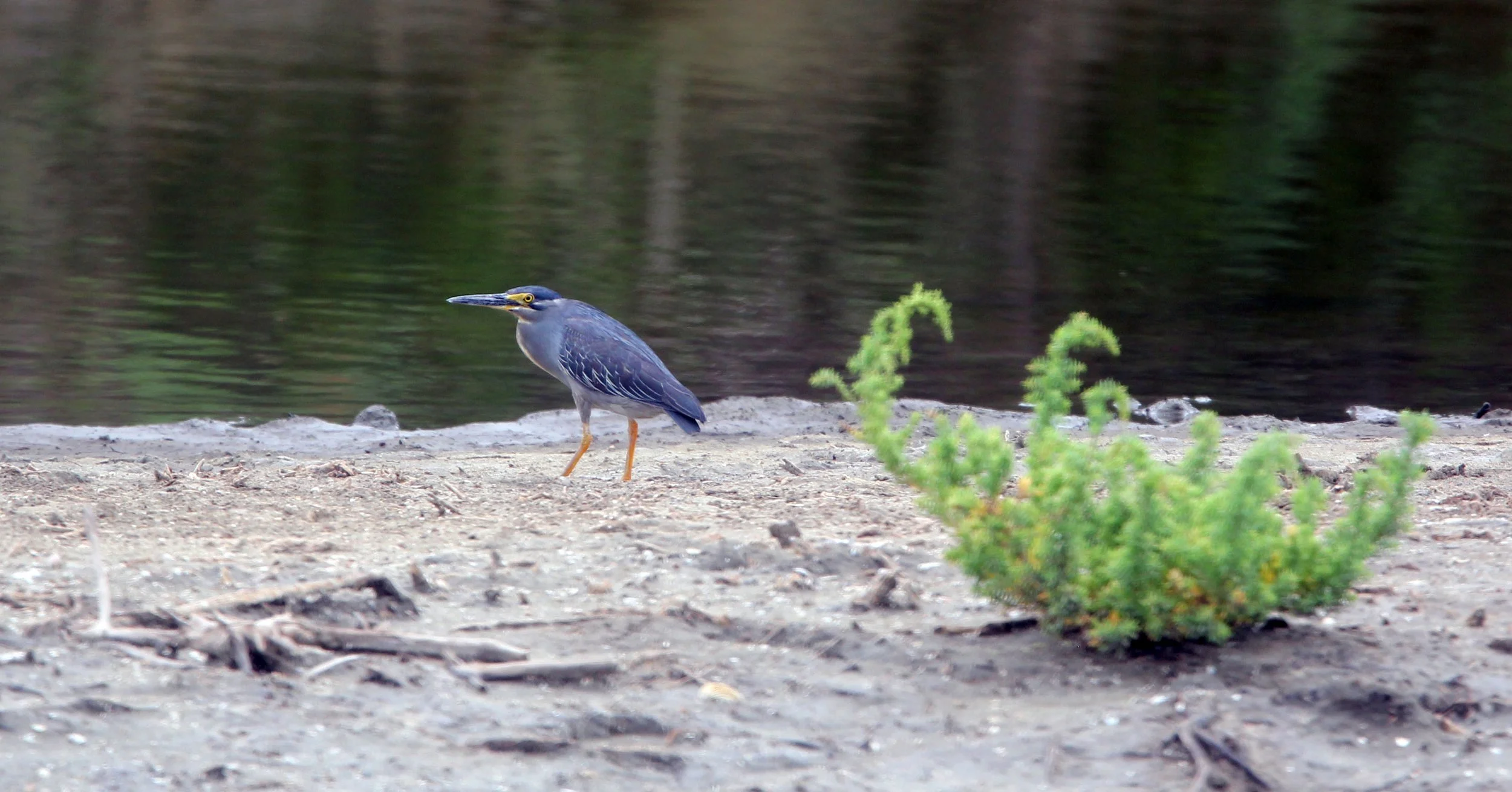 HERON - LITTLE HERON - Butorides striatus - KHAO SAM ROI YOT THAILAND (7).JPG