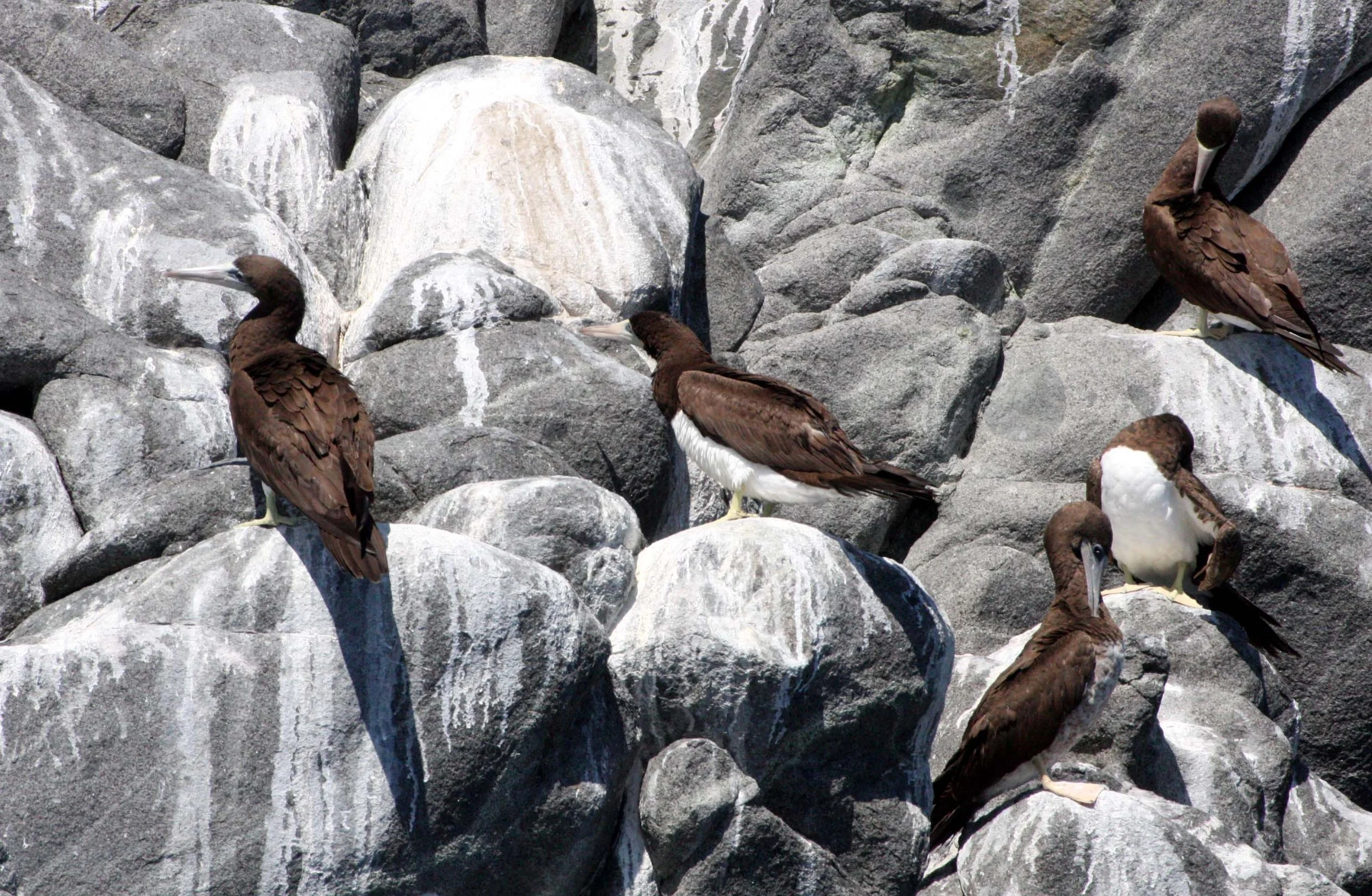 Brown Booby (Sula leucogaster) Santa Catalina Island Baja Mexico (3).JPG