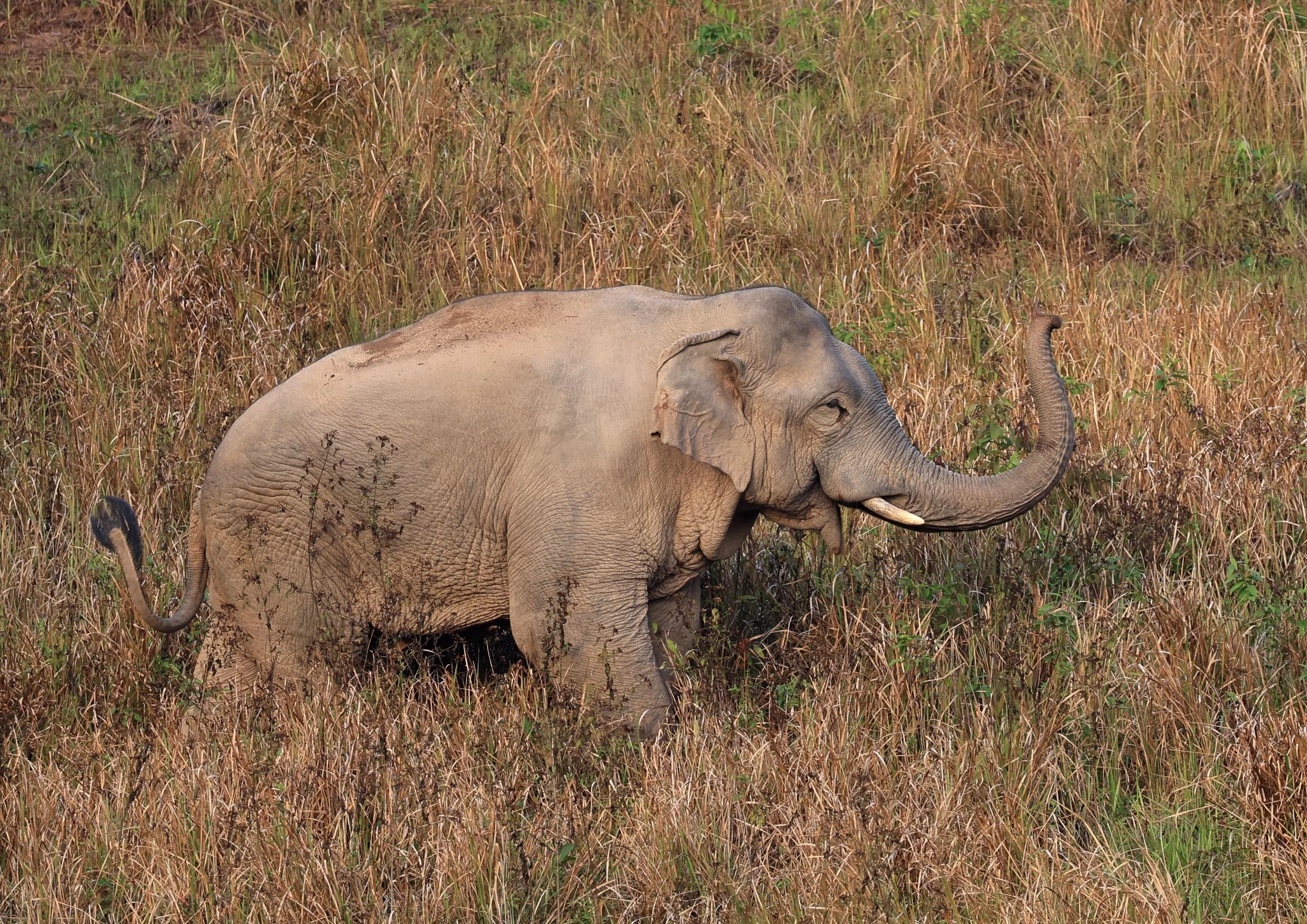 Asian Elephant (Elephas maximus) Khao Yai National Park, Thailand (111).jpg