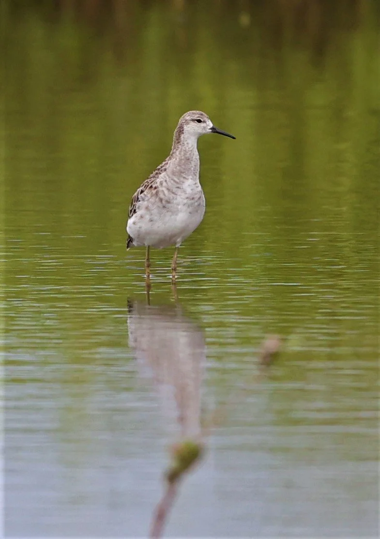 RUFF - Philomachus pugnax - BANG PAKONG SALT PANS CHACHOENGSAO WEST OF RIVER (9).jpg