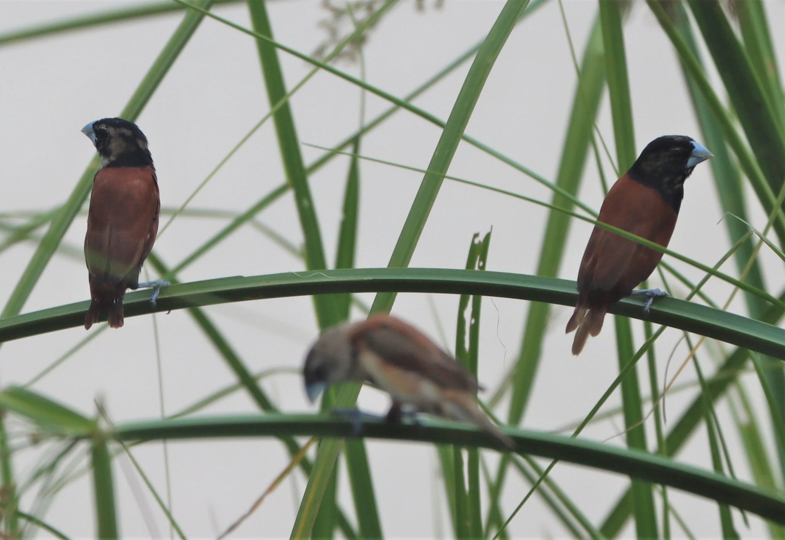 MUNIA - BLACK-HEADED MUNIA - Lonchura malacca -  KABIN BURI PUBLIC WETLANDS NORTH OF TOWN  (4).jpg