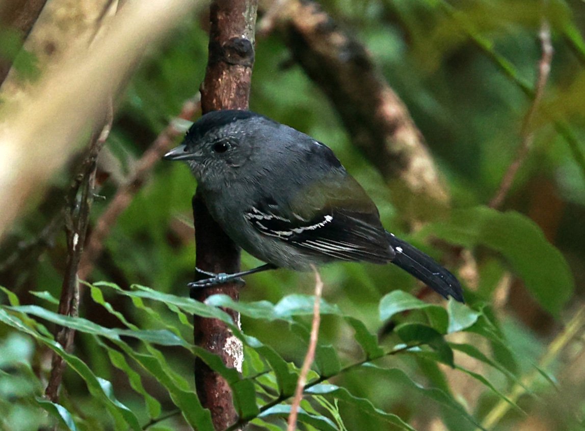 Variable Antshrike (Thamnophilus caerulescens) Superagui National Park, Brazil (4).jpg