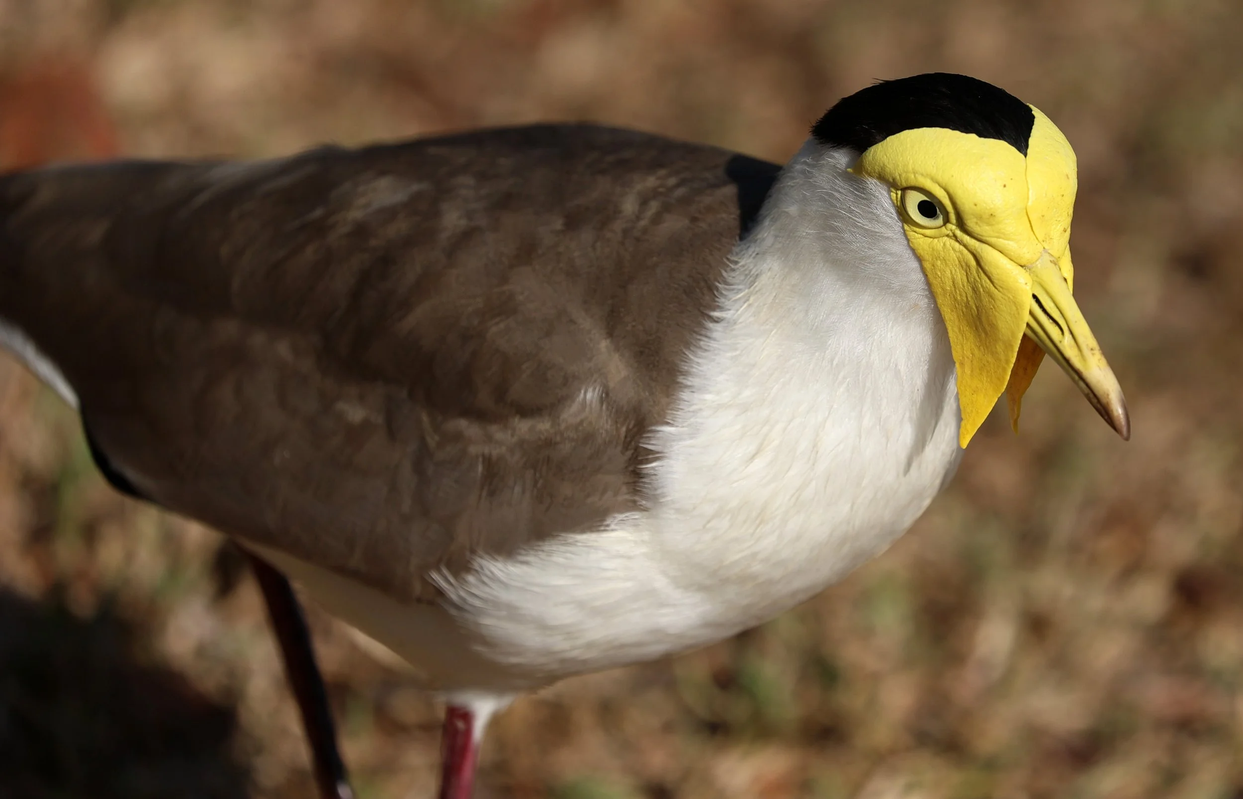 Masked Lapwing (Vanellus miles) Rottnest Island - Western Australia (8).jpg