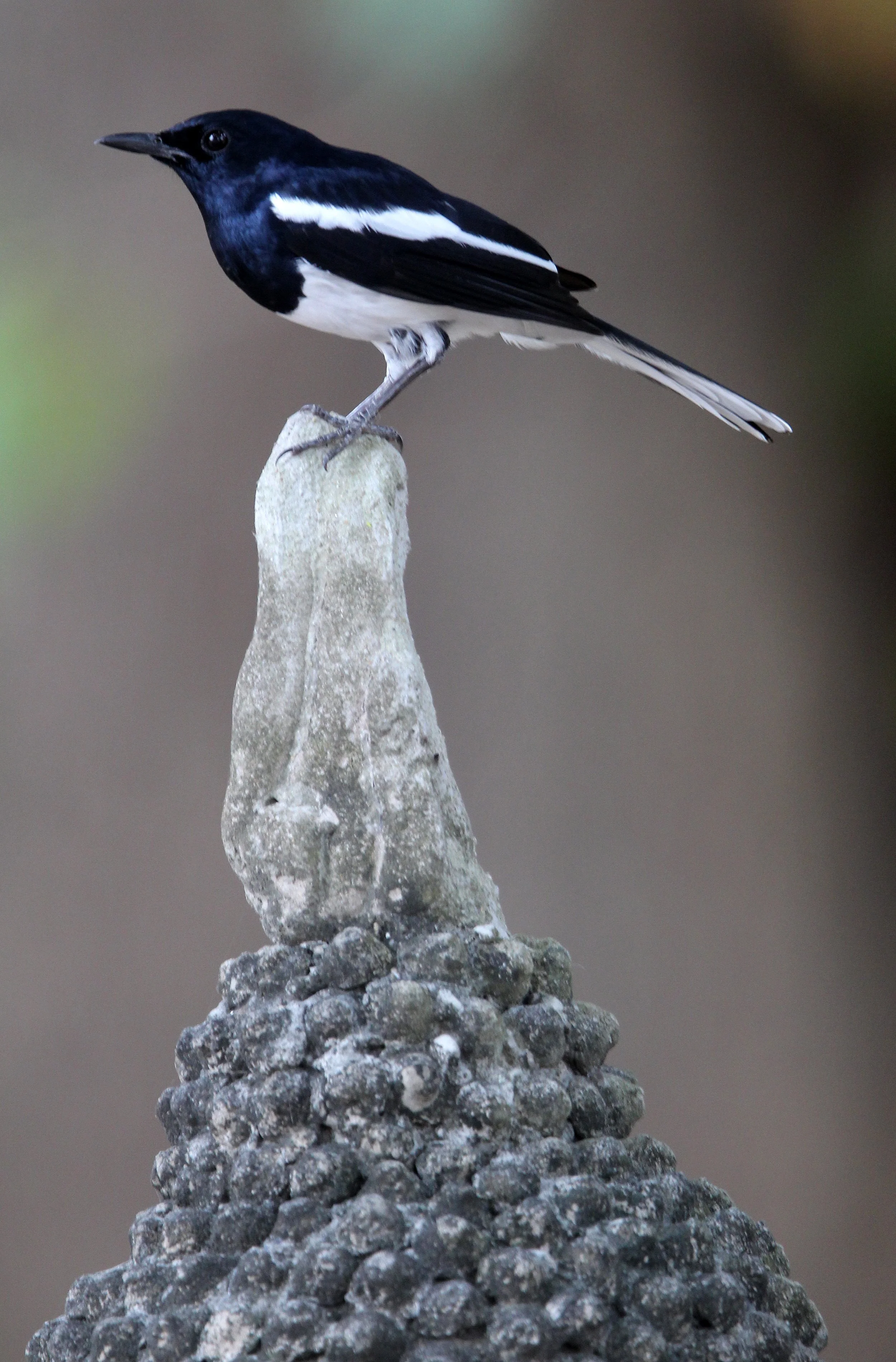 AYUTTHAYA PASSION DAY NOVEMBER 2013 (43).JPG