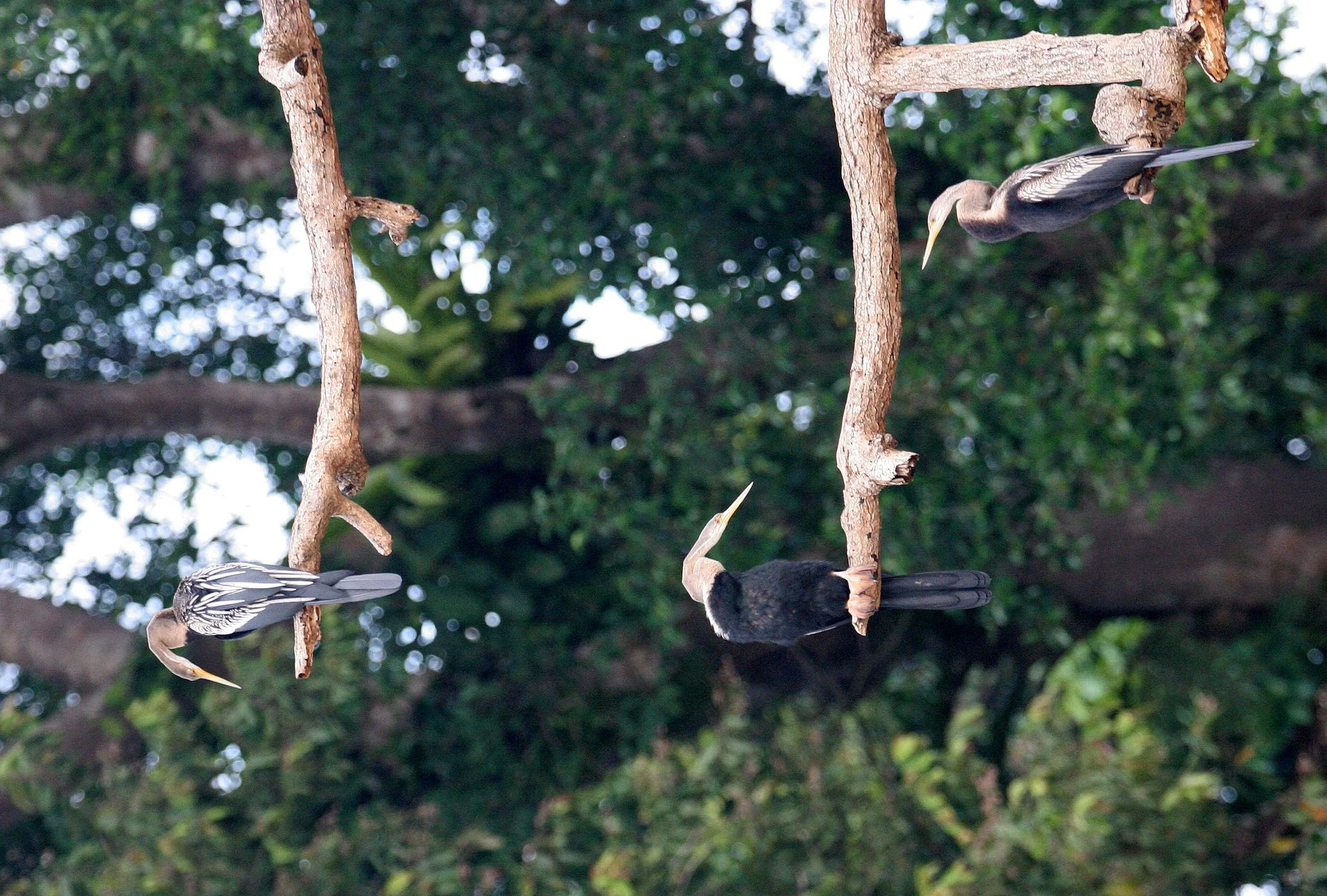 BIRD - ORIENTAL DARTER - KINABATANGAN RIVER BORNEO (4).JPG
