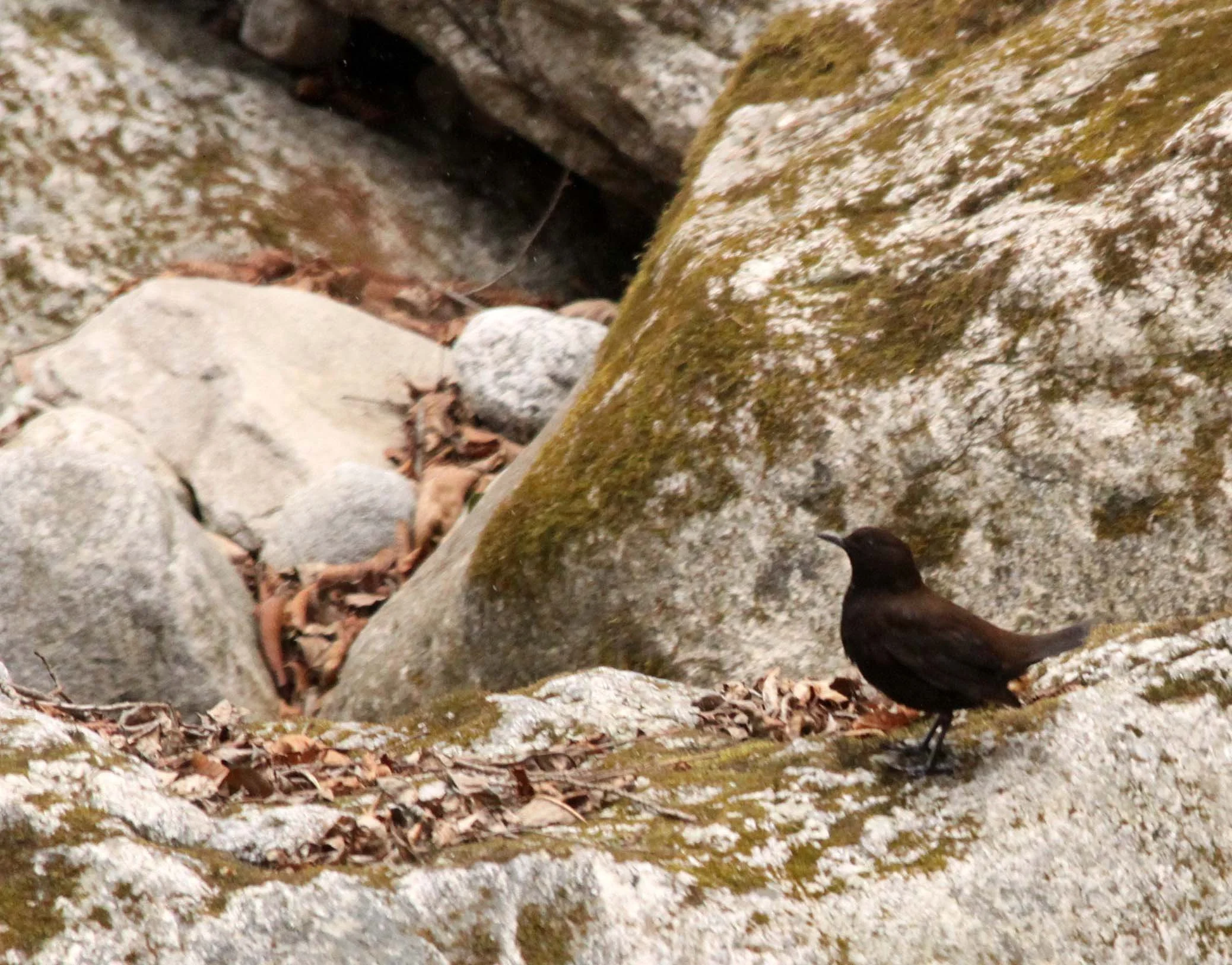 Brown dipper (Cinclus pallasii) Foping Nature Reserve Shaanxi China (8).JPG