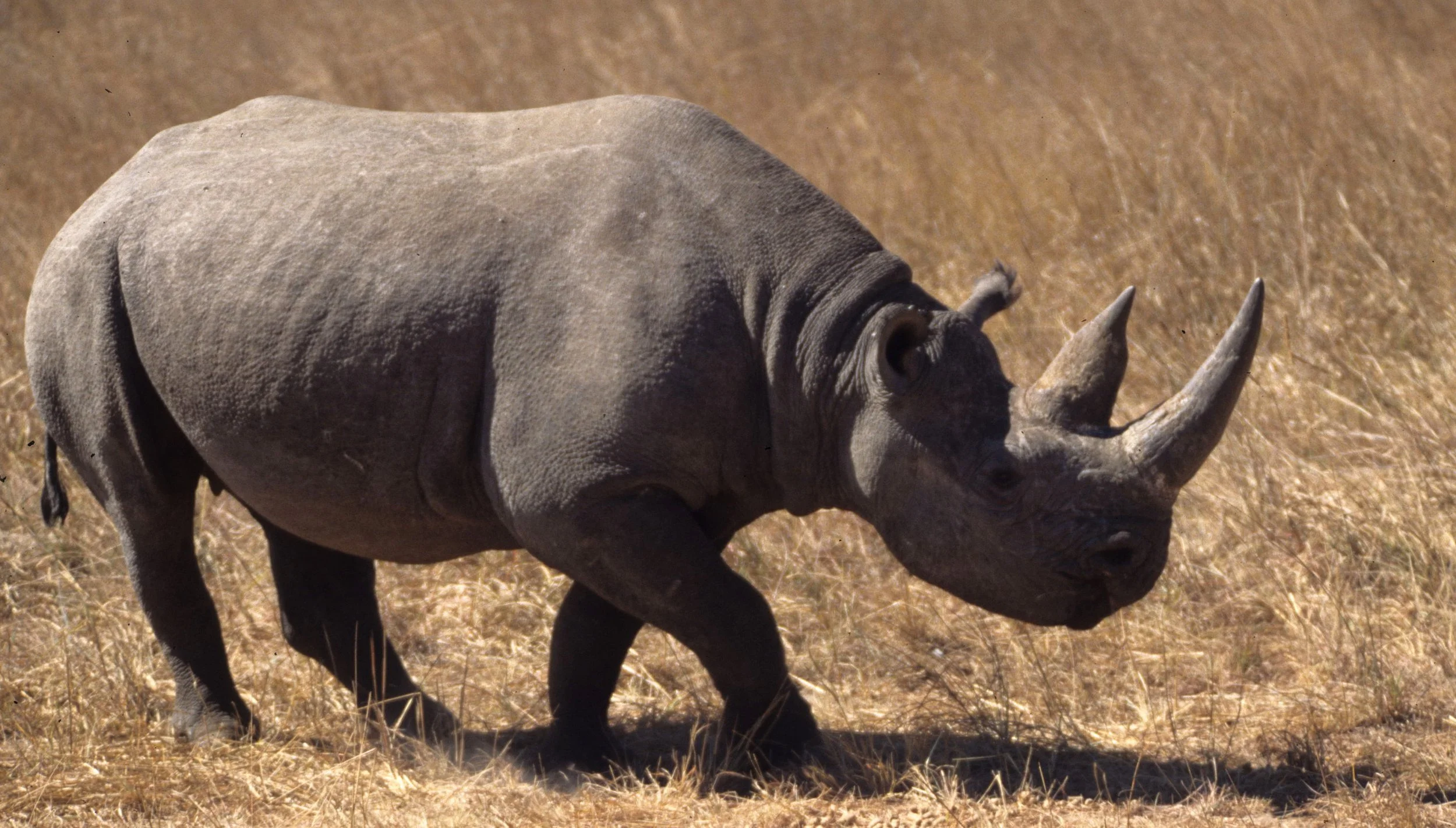 RHINO- BLACK - ZIMBABWE 16.jpg
