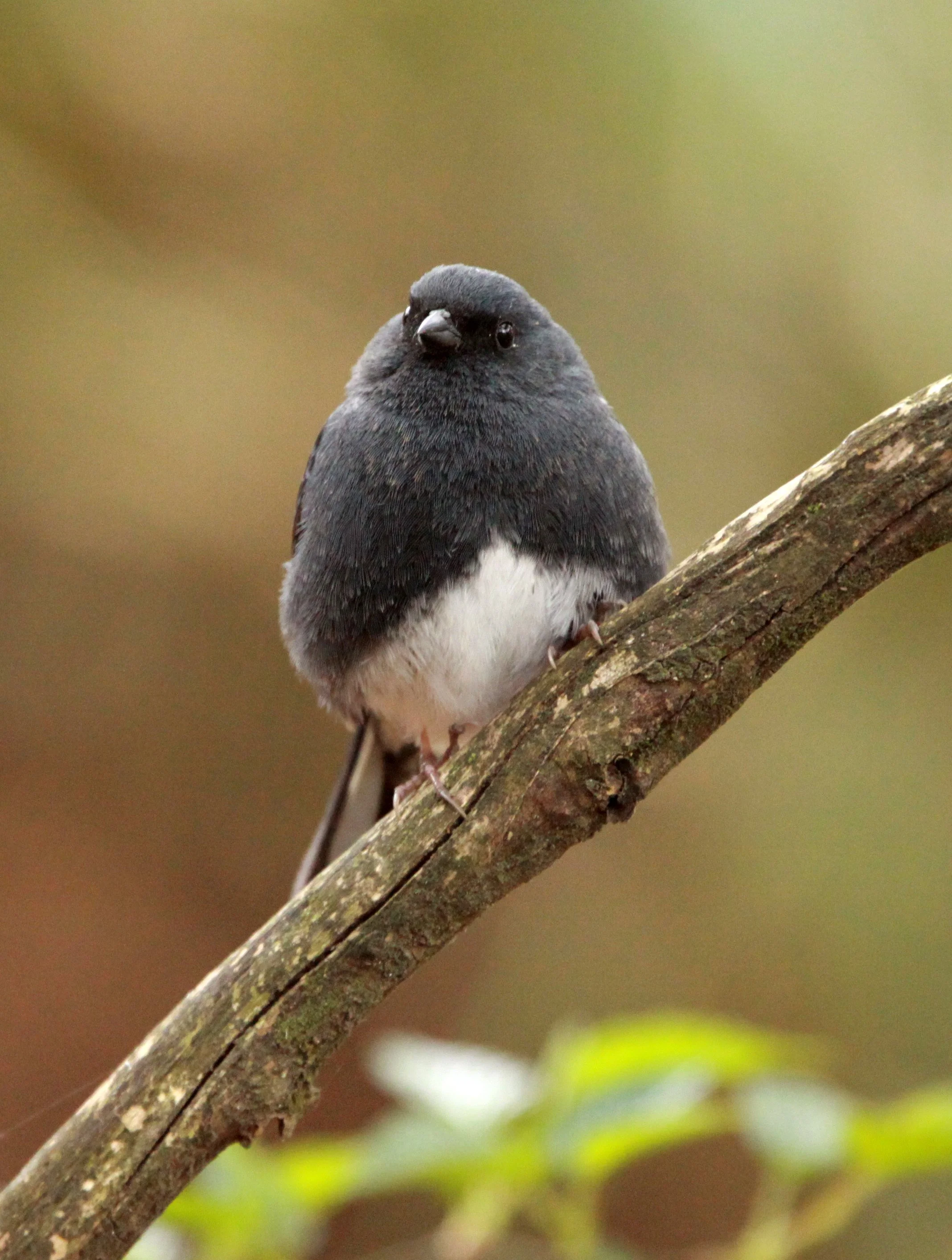 Slaty Bunting (Emberiza siemsseni) Huangshan NP Anhui China (10).JPG