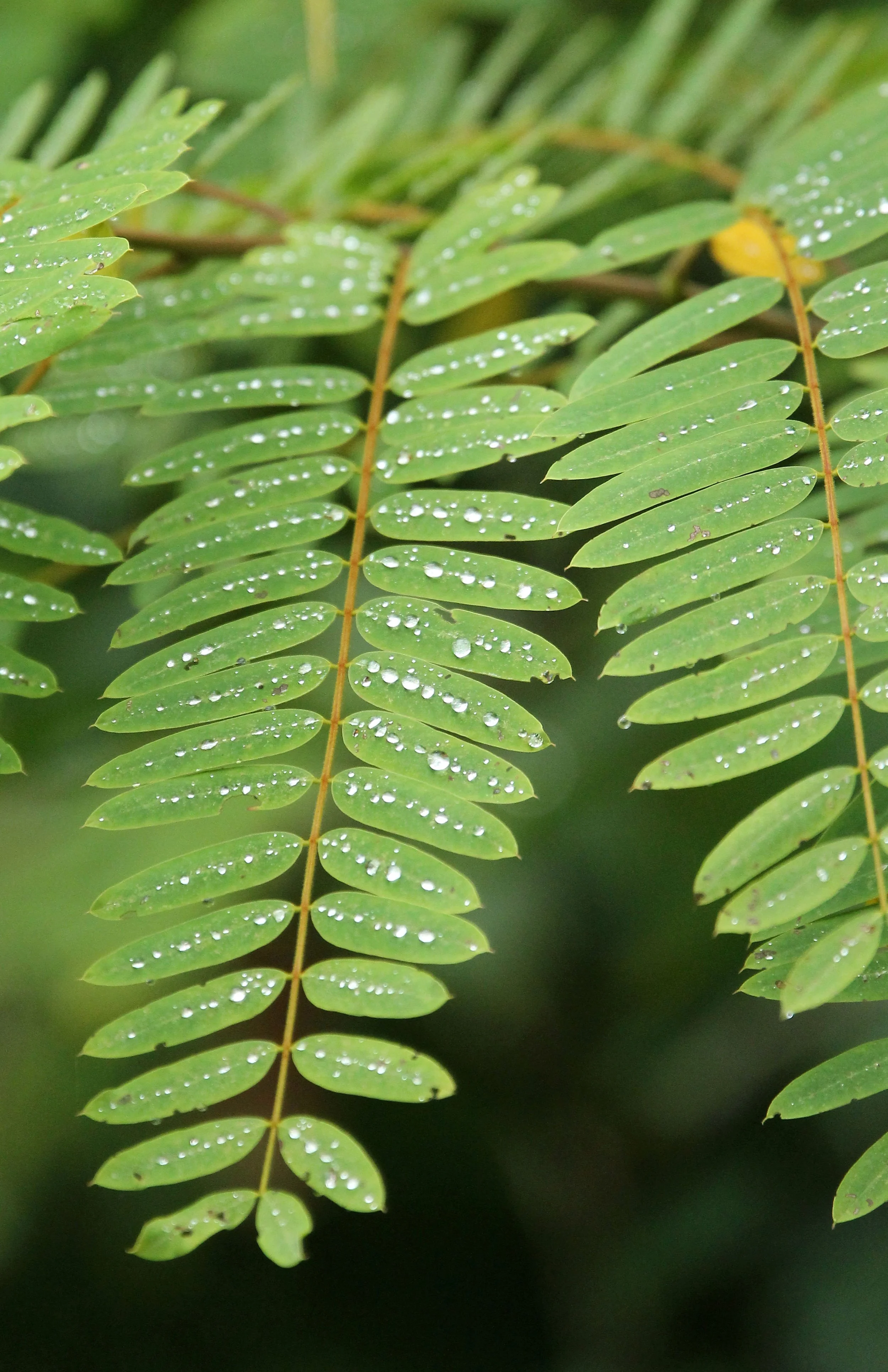 2017 Phu Khieo Wildlife Sanctuary  (18).JPG