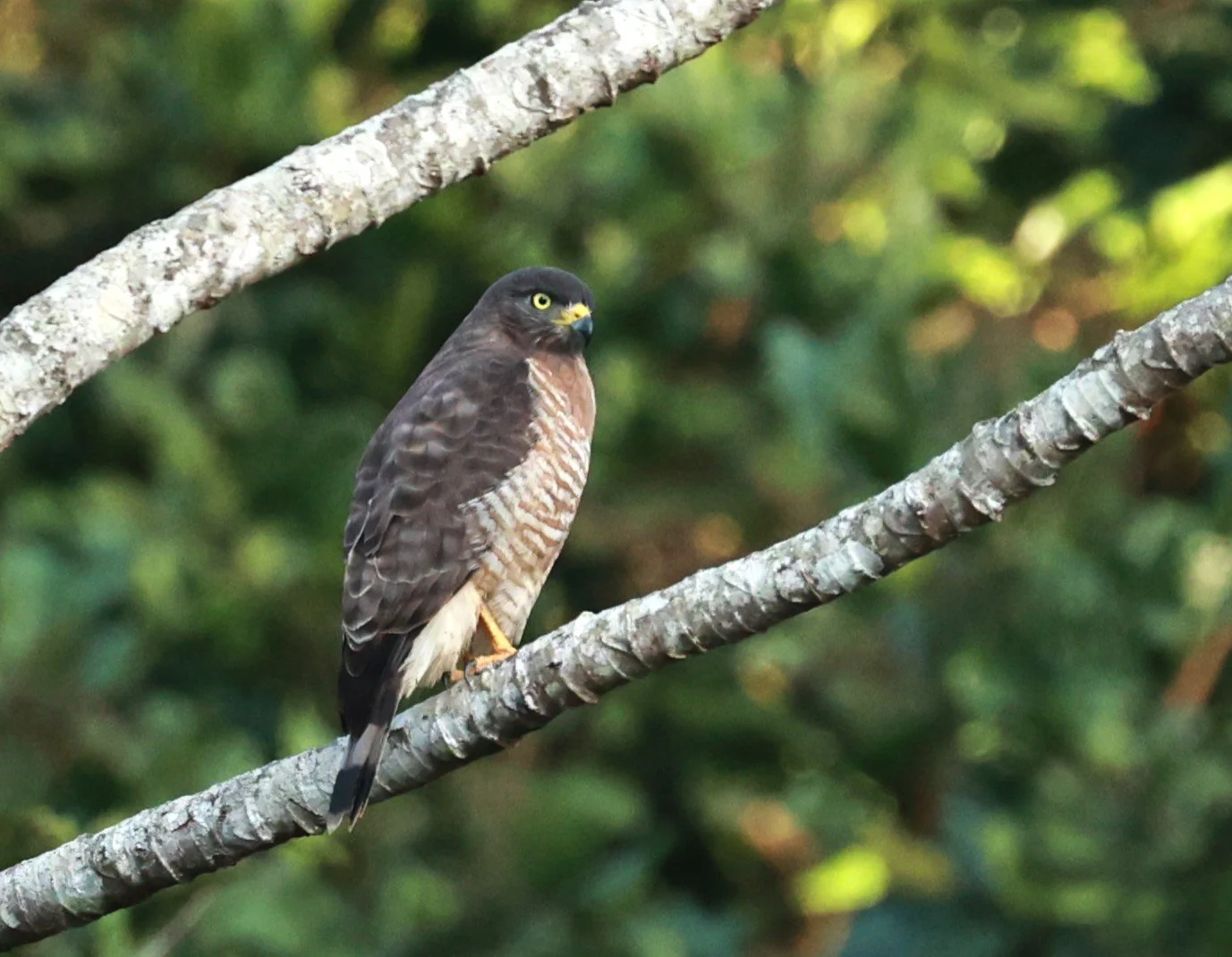 Hawk - Roadside Hawk - Rupornis magnirostris - Rio Doce State Park, Minas Gerais, Brazil (7).JPG