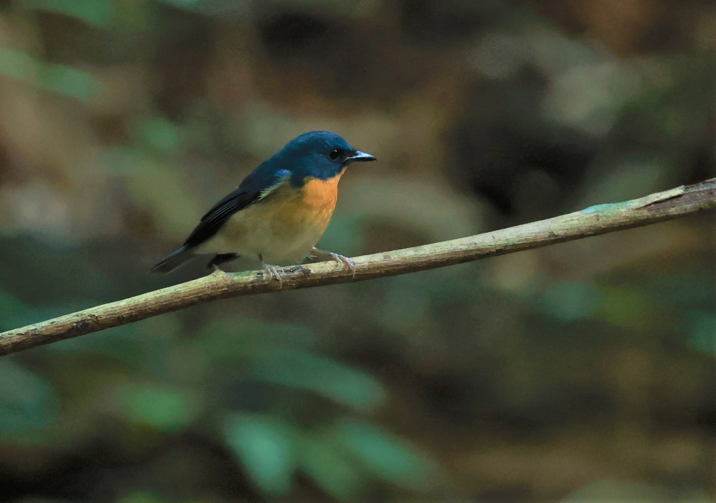 FLYCATCHER - LARGE BLUE FLYCATCHER - Cyornis magnirostris - Si Phang Nga National Park, Thailand Feb 18-19, 2023 (9).jpg