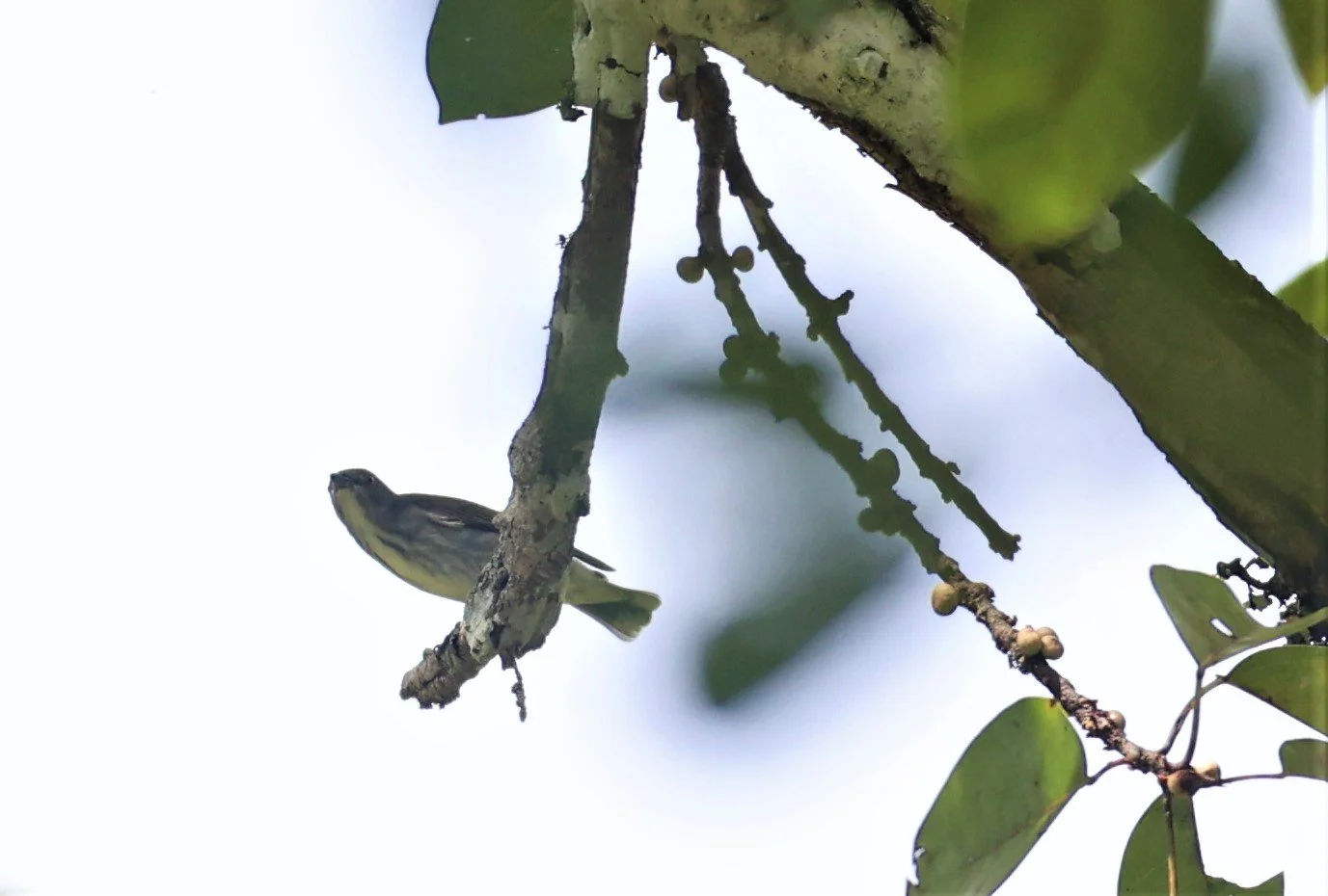 FLOWERPECKER - THICK-BILLED FLOWERPECKER - Dicaeum agile -  KAENG KRACHAN  (4).jpg