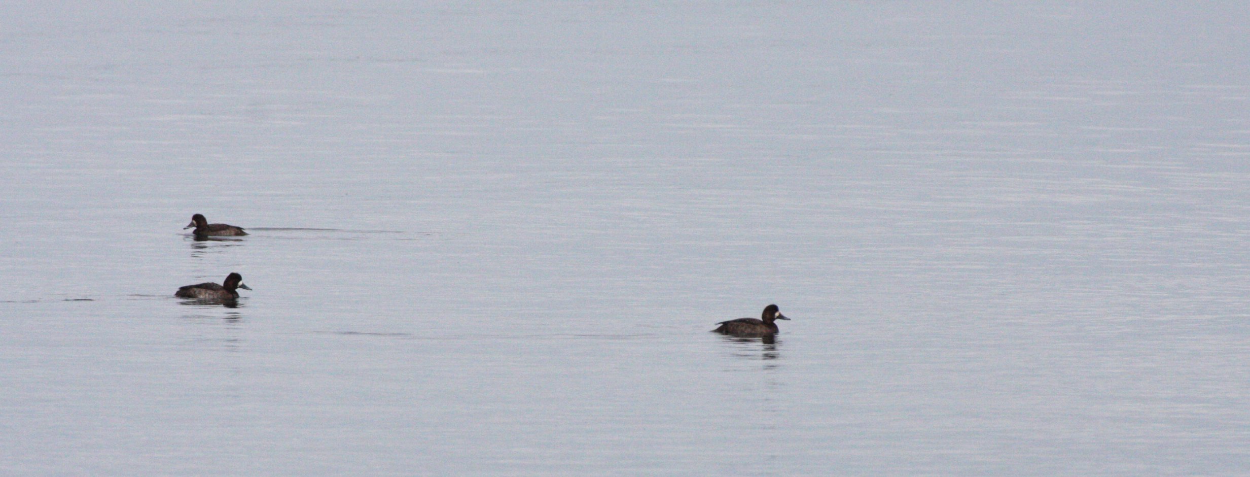 BIRD - SCAUP - GREATER SCAUP - CLINE SPIT WA.JPG