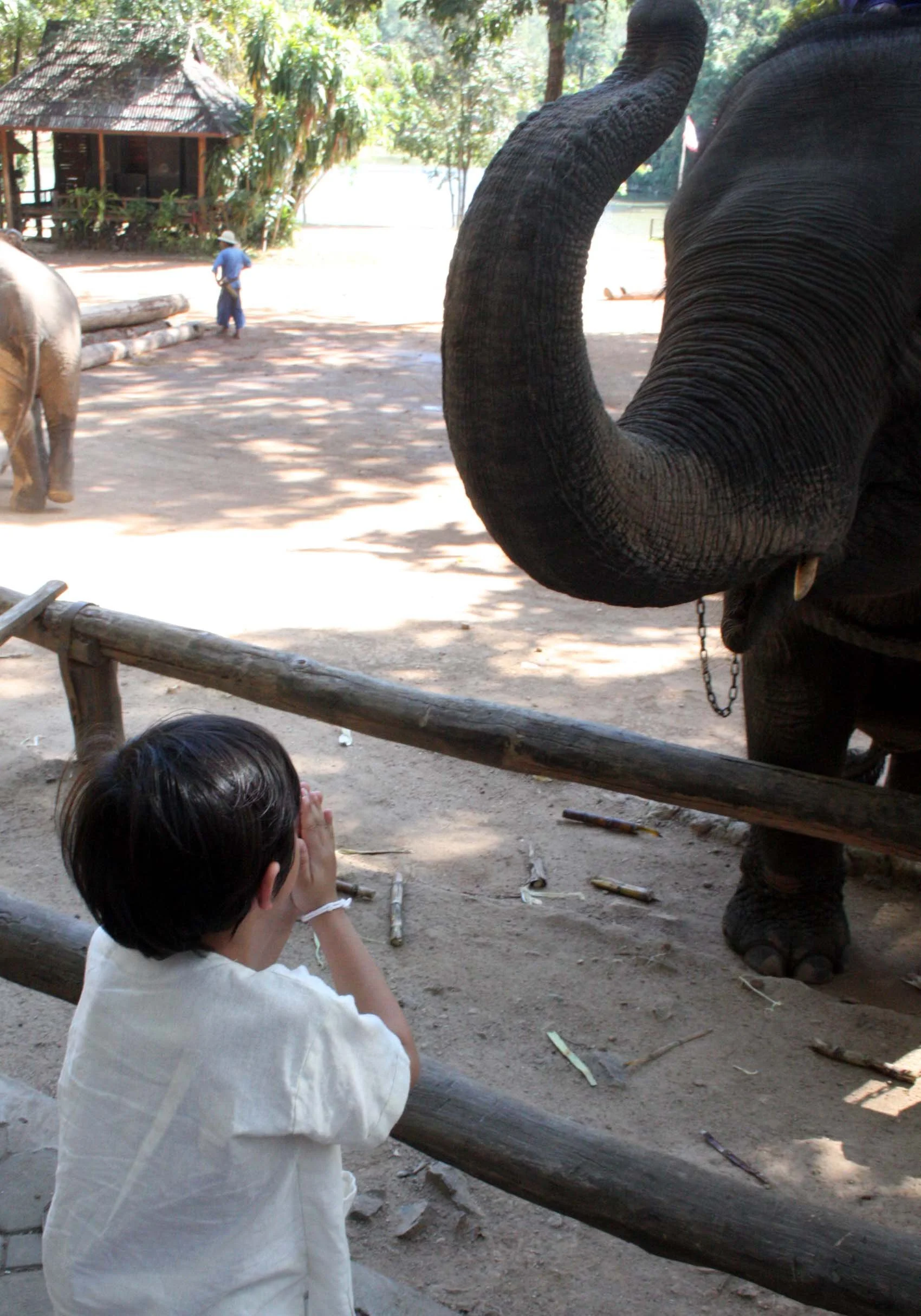 2008 Lampang City & Elephant Center (59).JPG